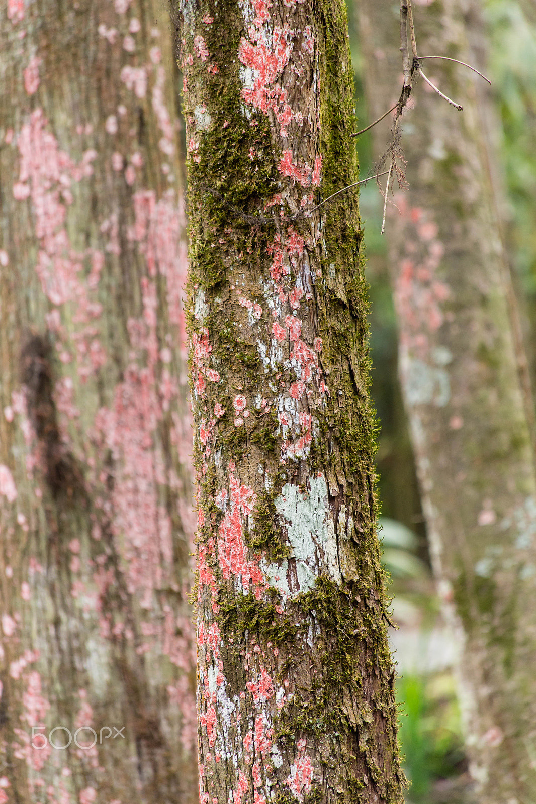 Canon EF 70-300mm F4-5.6 IS USM sample photo. Img photography