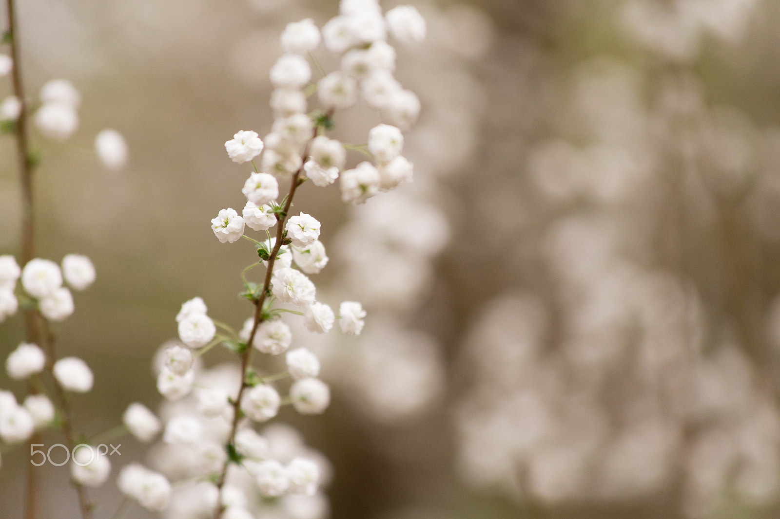Canon EF 70-300mm F4-5.6 IS USM sample photo. Img photography