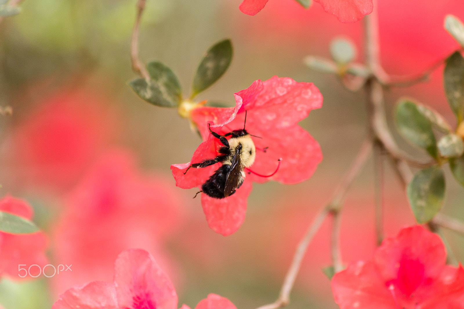 Canon EF 70-300mm F4-5.6 IS USM sample photo. Img photography