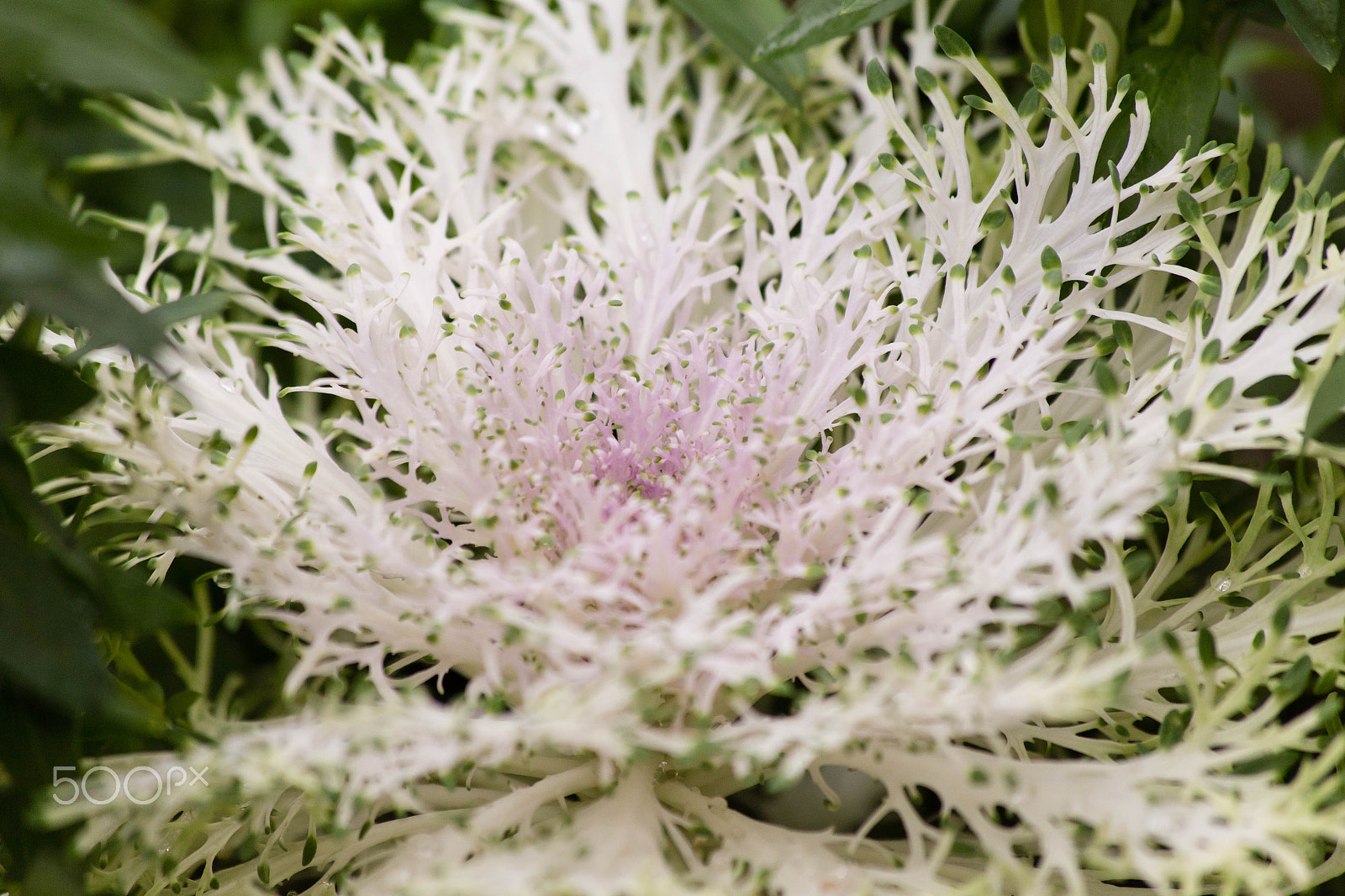 Canon EF 70-300mm F4-5.6 IS USM sample photo. Img photography