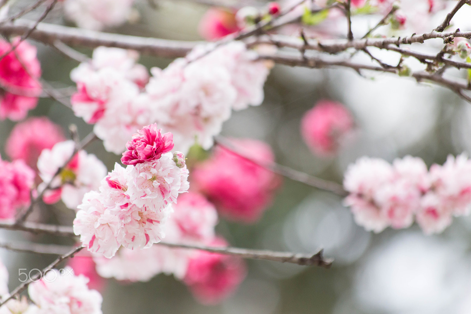Canon EF 70-300mm F4-5.6 IS USM sample photo. Img photography