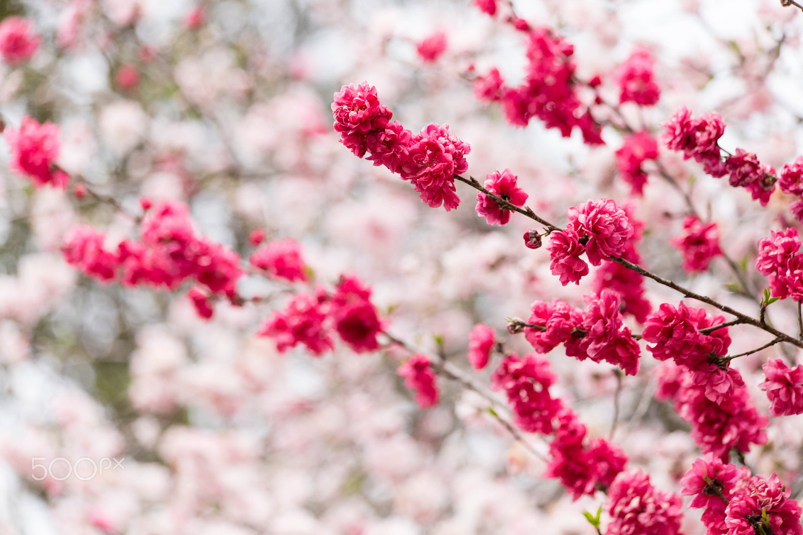 Canon EF 70-300mm F4-5.6 IS USM sample photo. Img photography