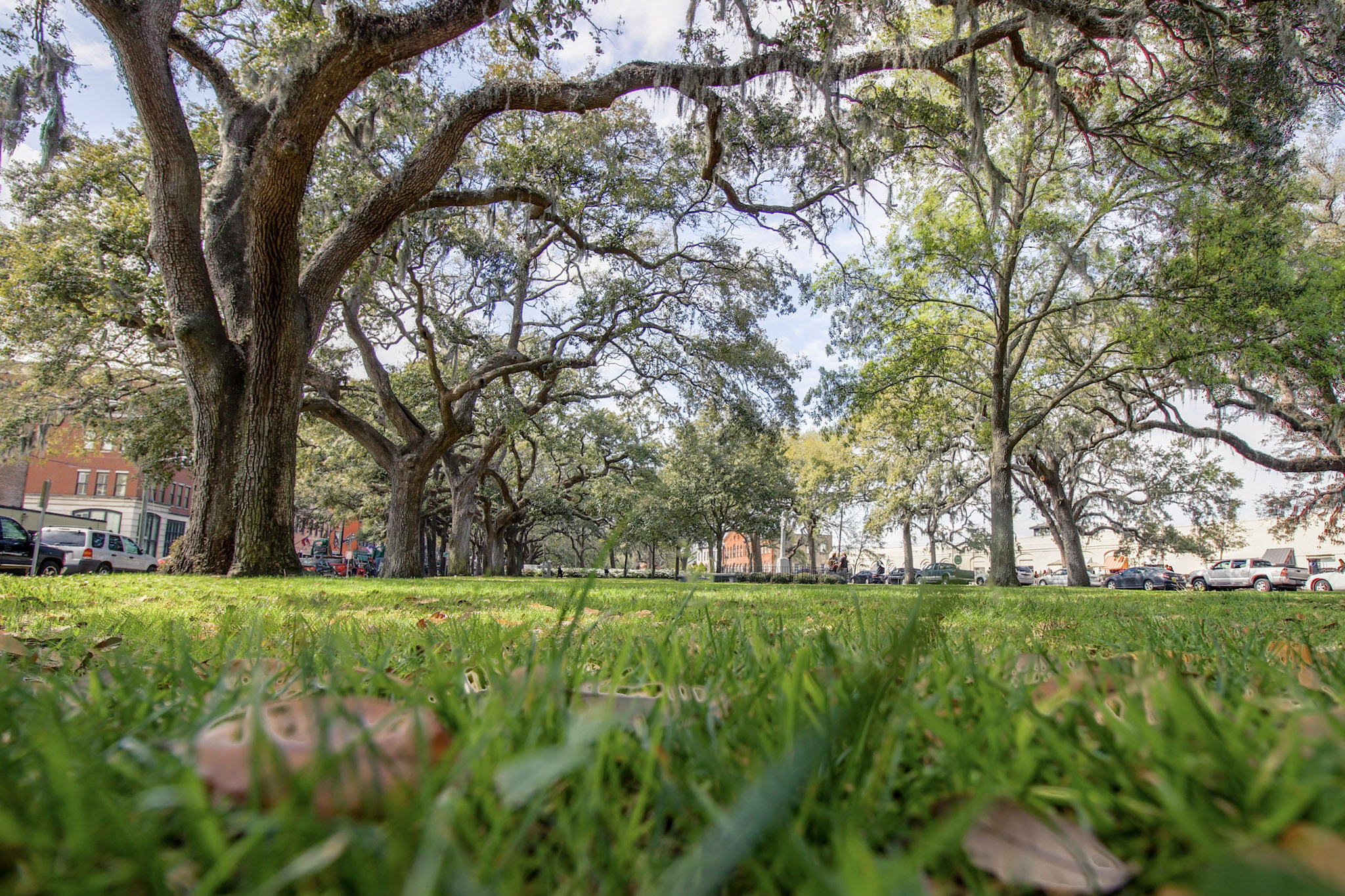 Canon EOS 600D (Rebel EOS T3i / EOS Kiss X5) sample photo. Savannah photography