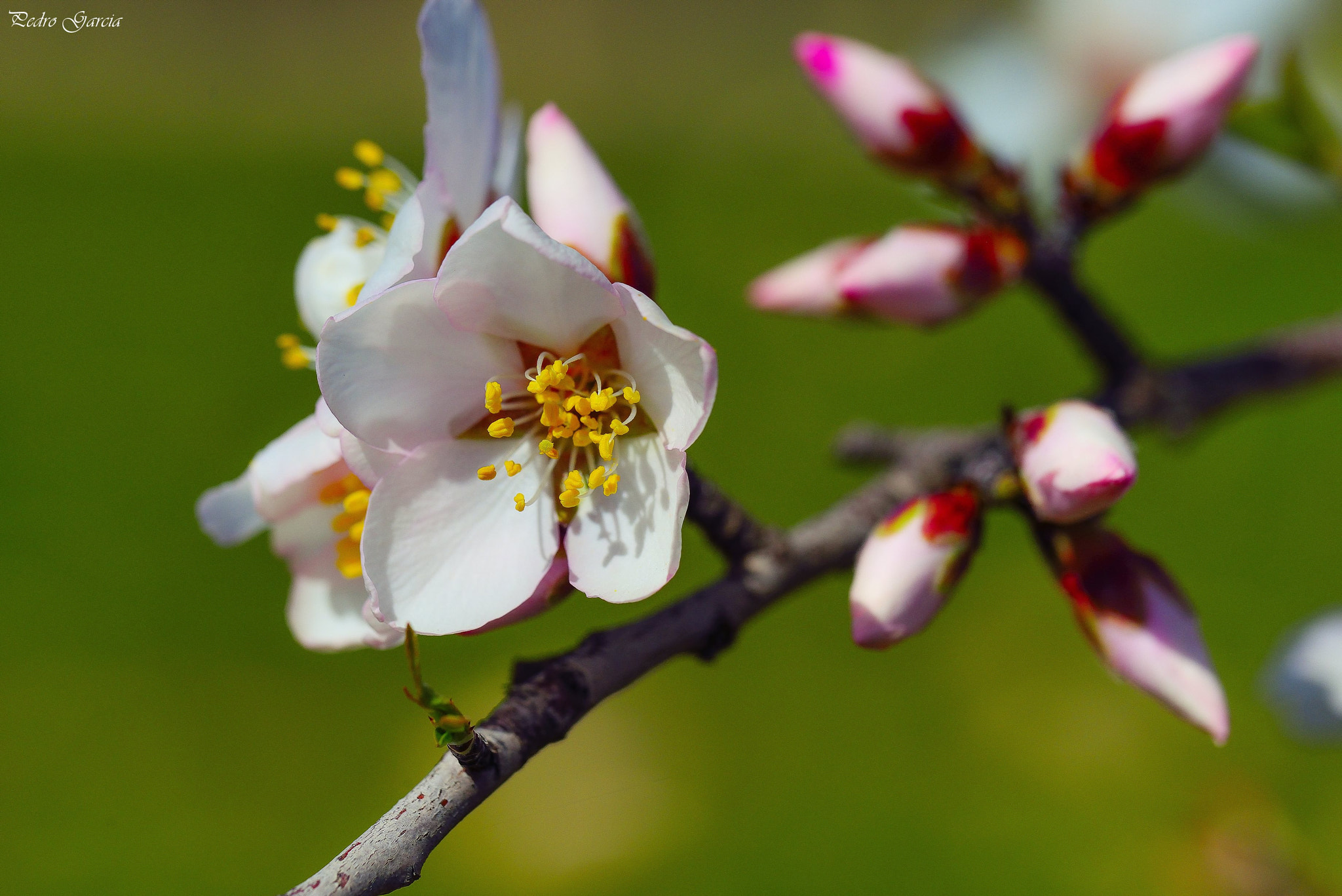 Nikon D800 sample photo. Flores de marzo photography