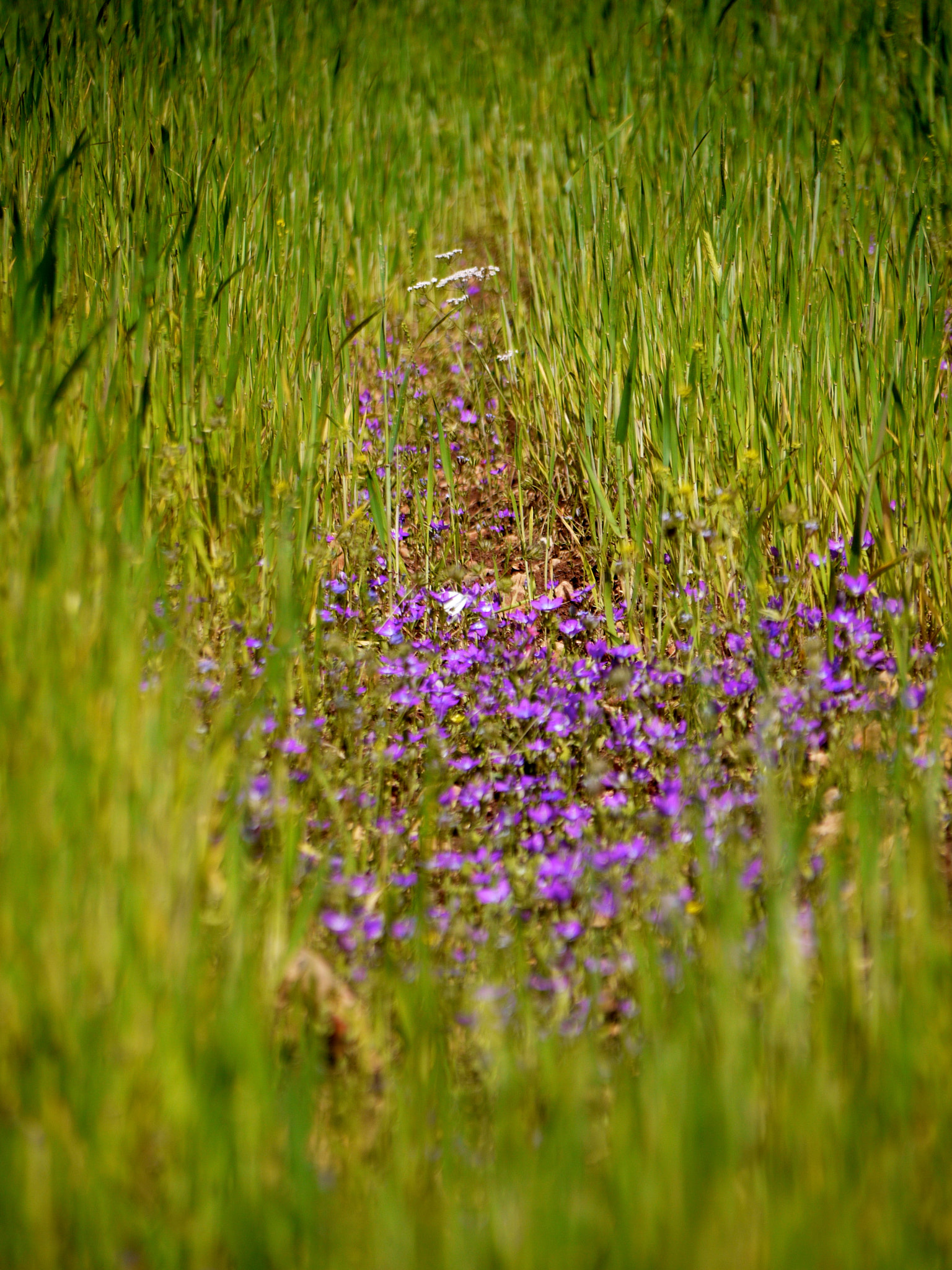 Panasonic Lumix DMC-G1 + Panasonic Lumix G Vario 45-200mm F4-5.6 OIS sample photo. Beit idis to pella  - hike photography