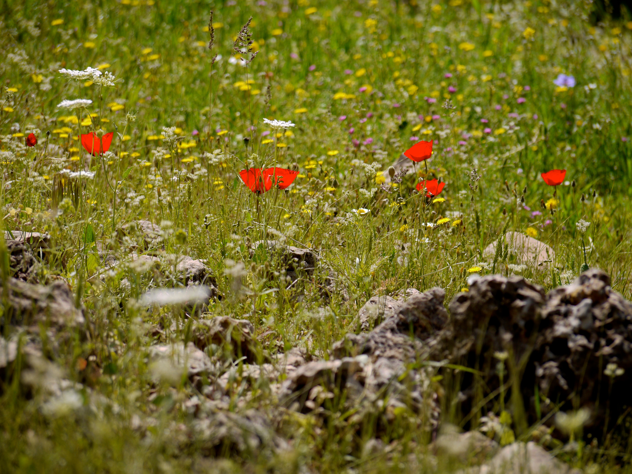 Panasonic Lumix DMC-G1 + Panasonic Lumix G Vario 45-200mm F4-5.6 OIS sample photo. Jordan. beit idis to pella. photography