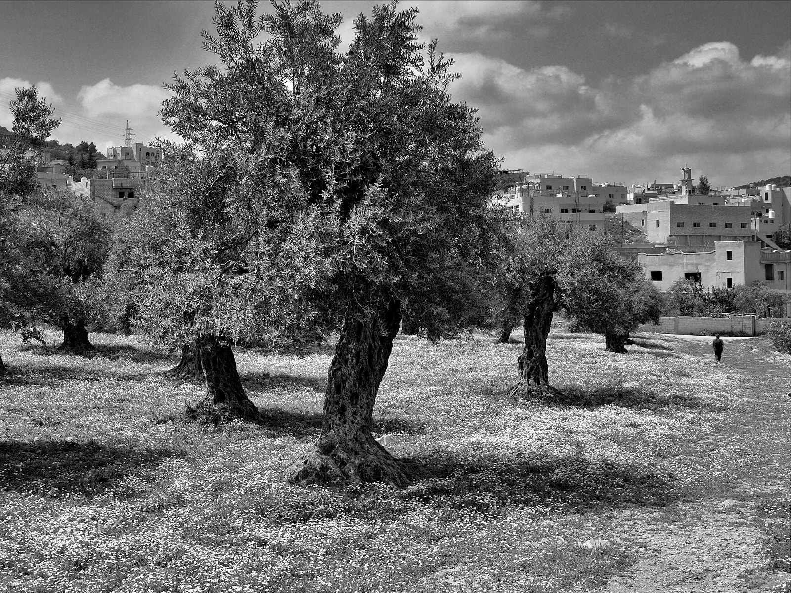 Panasonic Lumix DMC-G1 + Panasonic Lumix G Vario 14-45mm F3.5-5.6 ASPH OIS sample photo. Ancient olive trees. rasoun راسون, jordan. photography