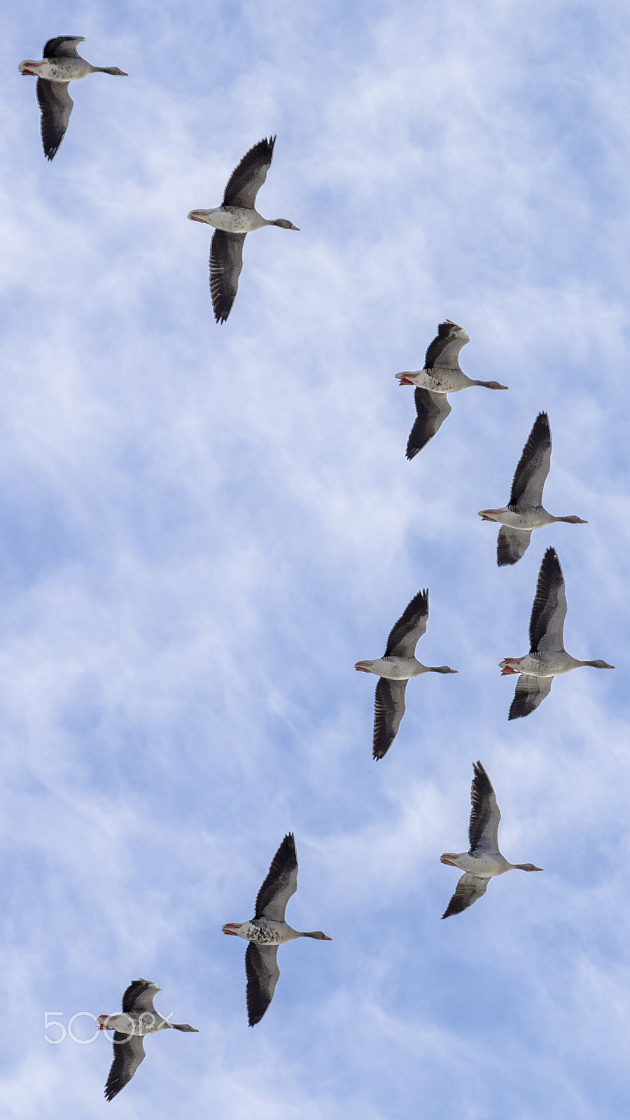 Canon EOS 70D + Canon EF 70-200mm F4L USM sample photo. Greylag photography