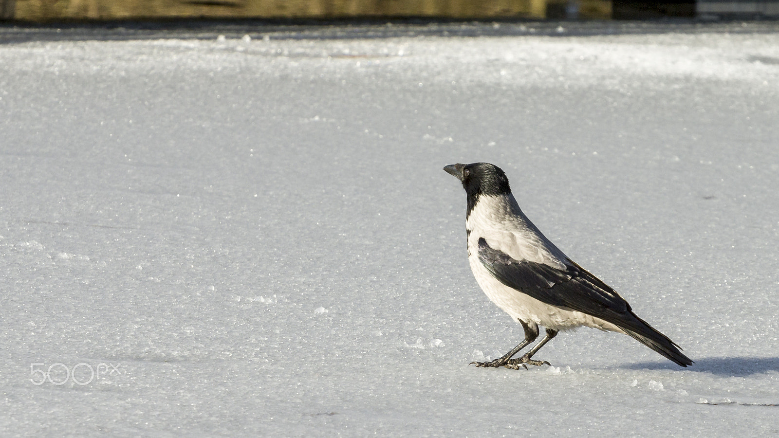 Canon EOS 70D + Canon EF 70-200mm F4L USM sample photo. Dun crow photography