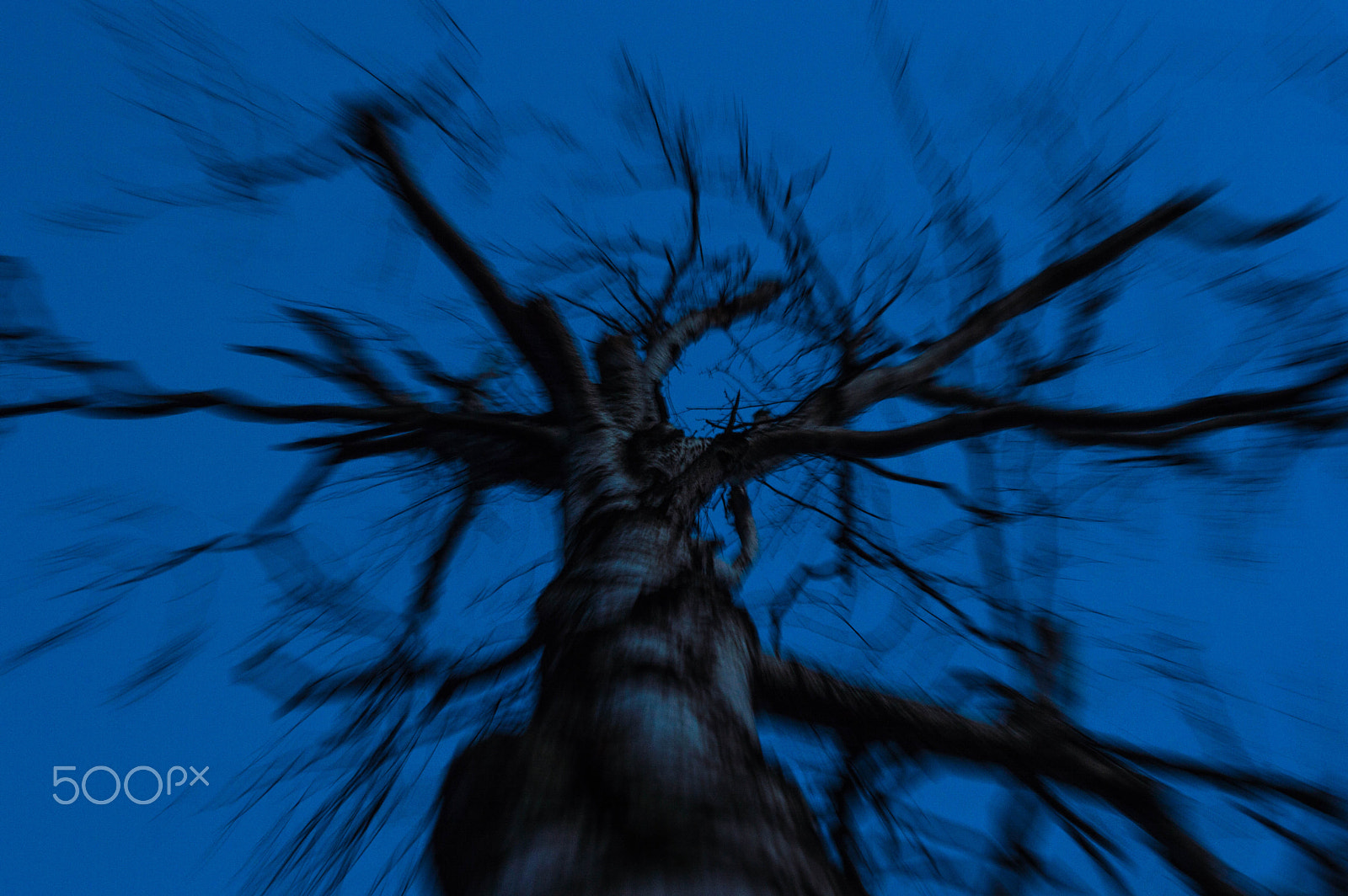 Sigma 24-70mm F2.8 EX DG HSM sample photo. Drzewo photography