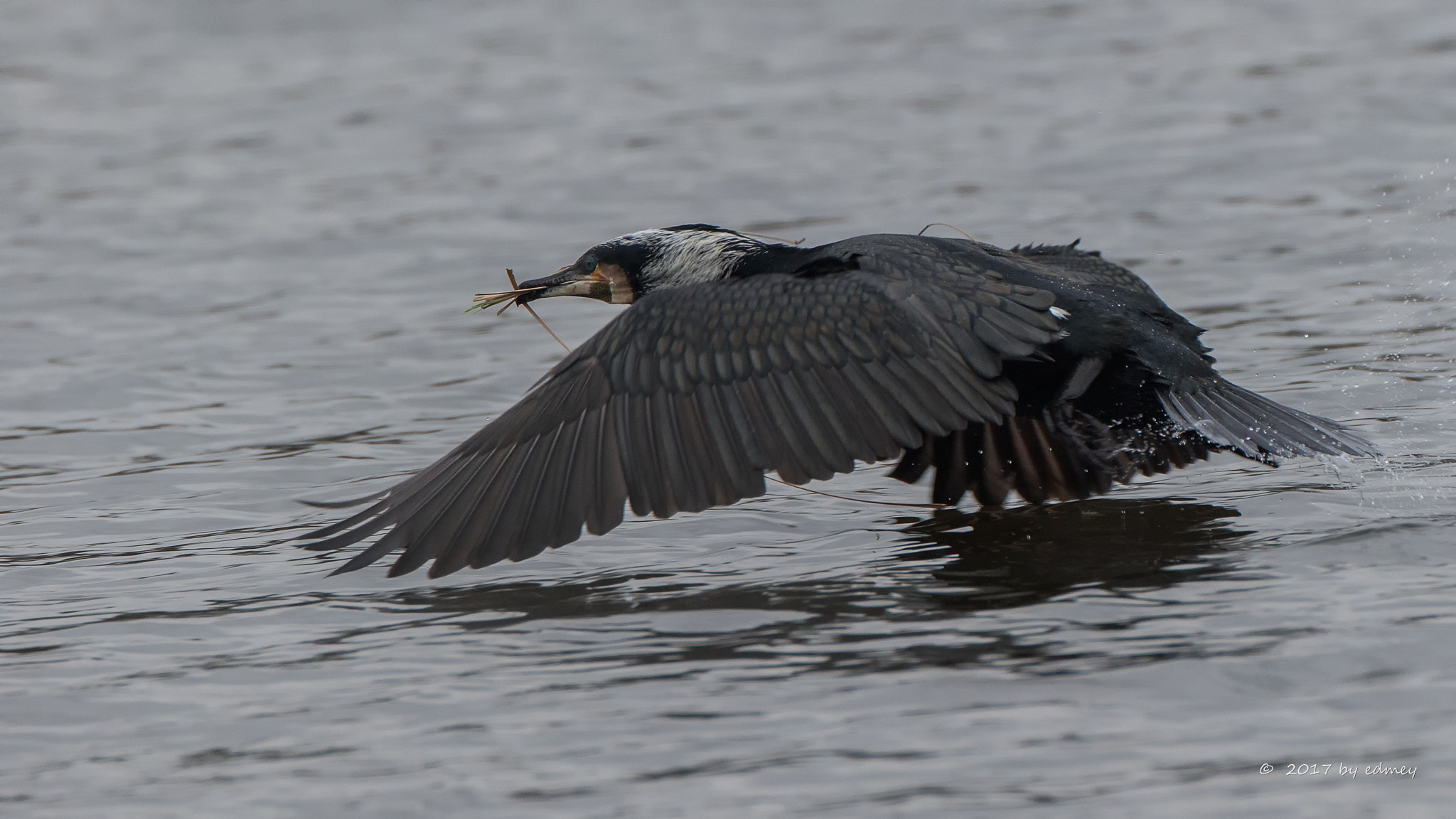 Canon EF 500mm F4L IS USM sample photo. Aalscholver photography