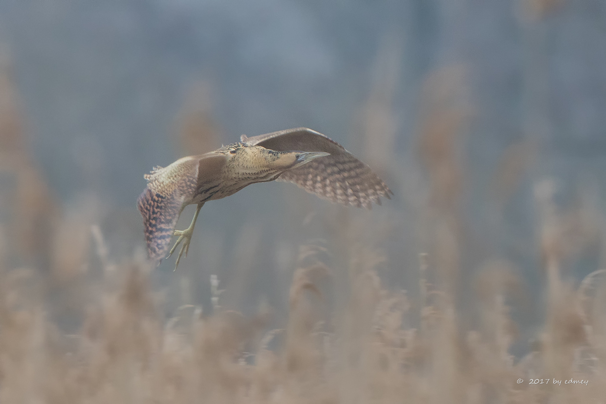 Canon EF 500mm F4L IS USM sample photo. Roerdomp photography