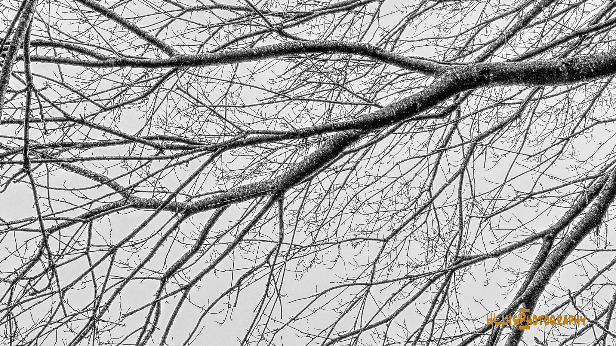 Pentax K-3 sample photo. My tree photography