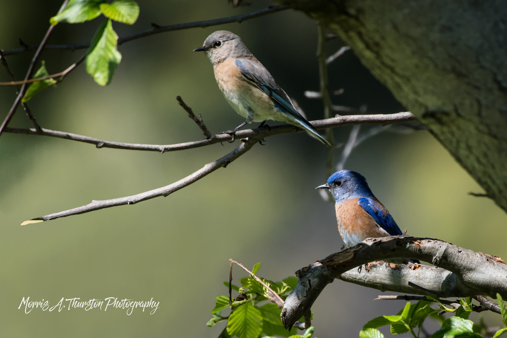 Nikon AF-S Nikkor 200-500mm F5.6E ED VR sample photo. Western bluebirds photography