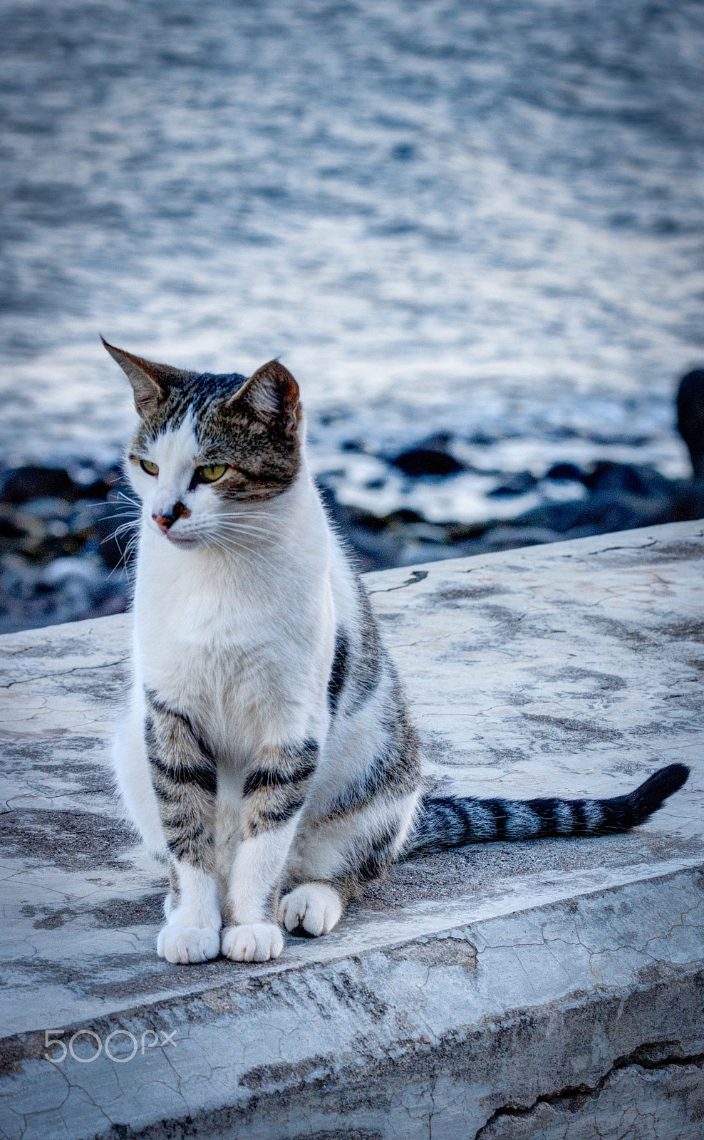 Canon EF 70-300mm F4-5.6 IS USM sample photo. Street beauty photography