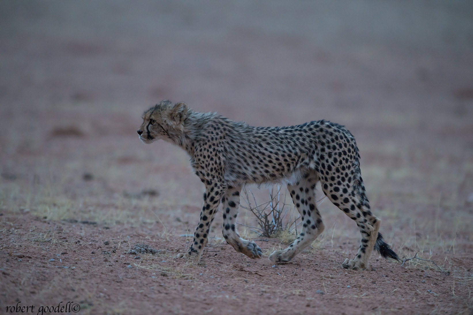 Nikon D4 + Nikon AF-S Nikkor 500mm F4G ED VR sample photo. Cheetah cub on early morning walk photography
