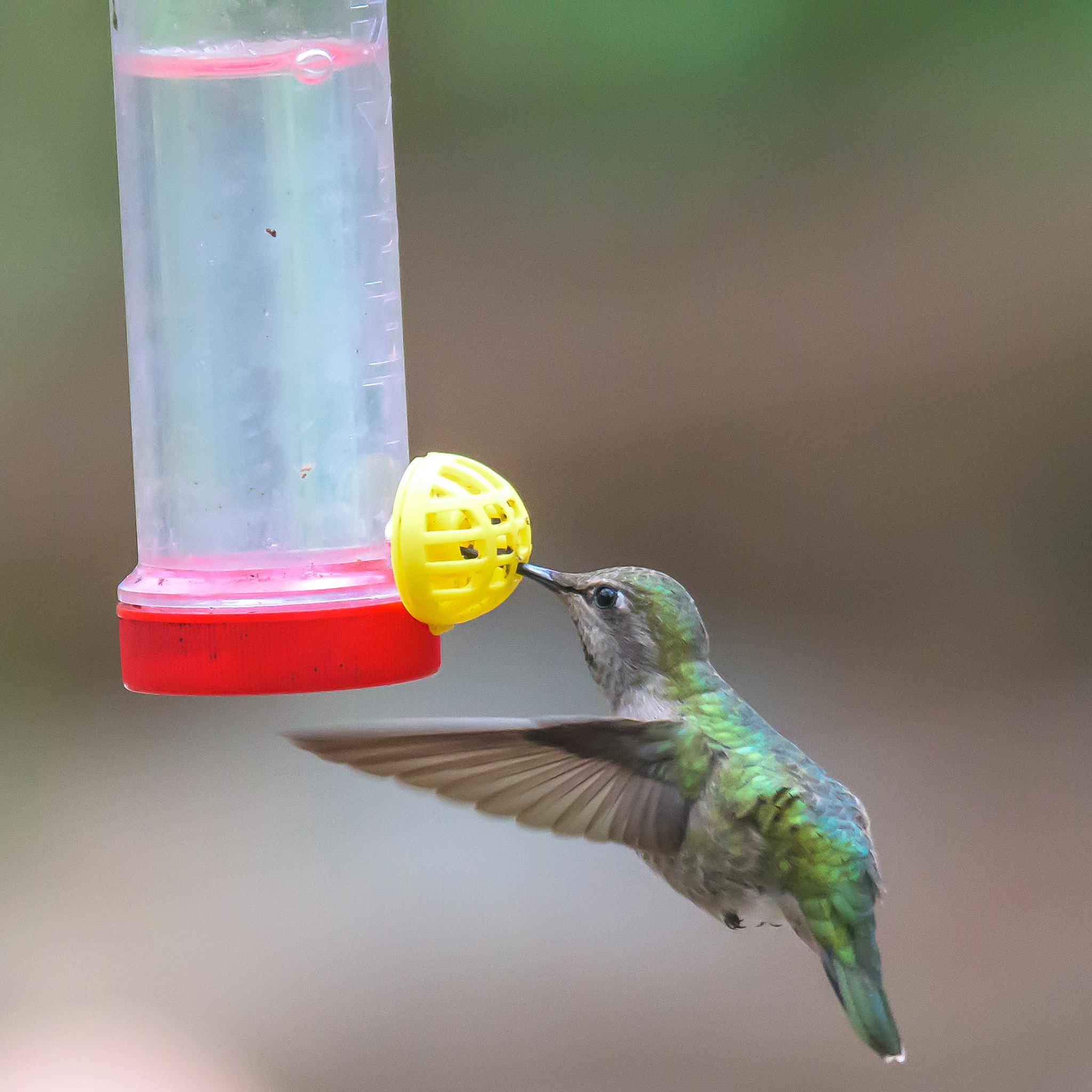 Nikon D810 sample photo. Hummingbird photography