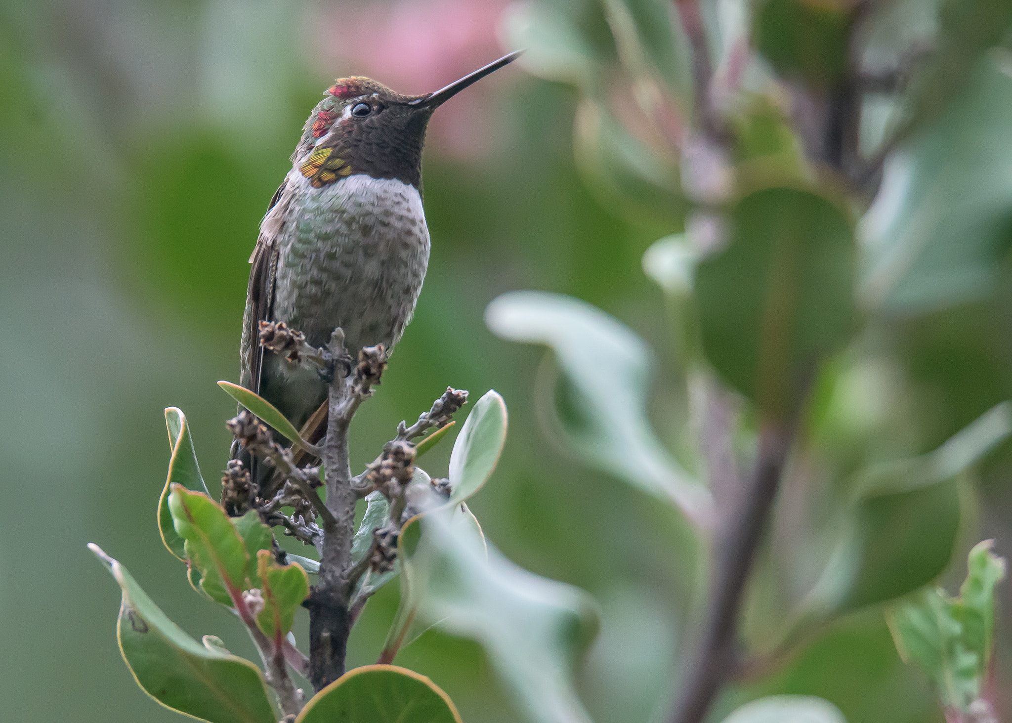 Nikon D810 sample photo. Hummingbird photography