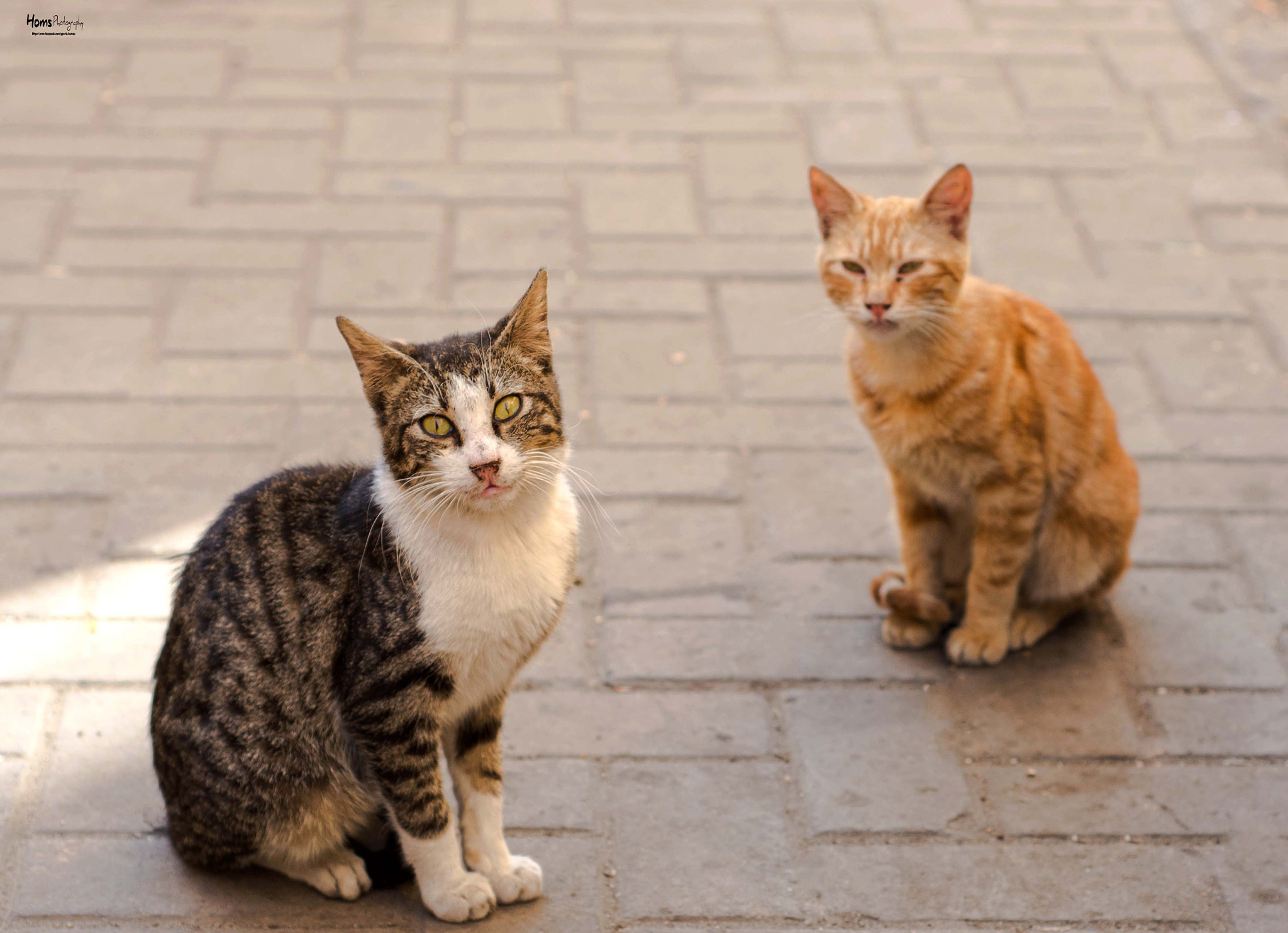 Nikon D5200 + Nikon AF Nikkor 50mm F1.8D sample photo. Filming  beauties cats photography