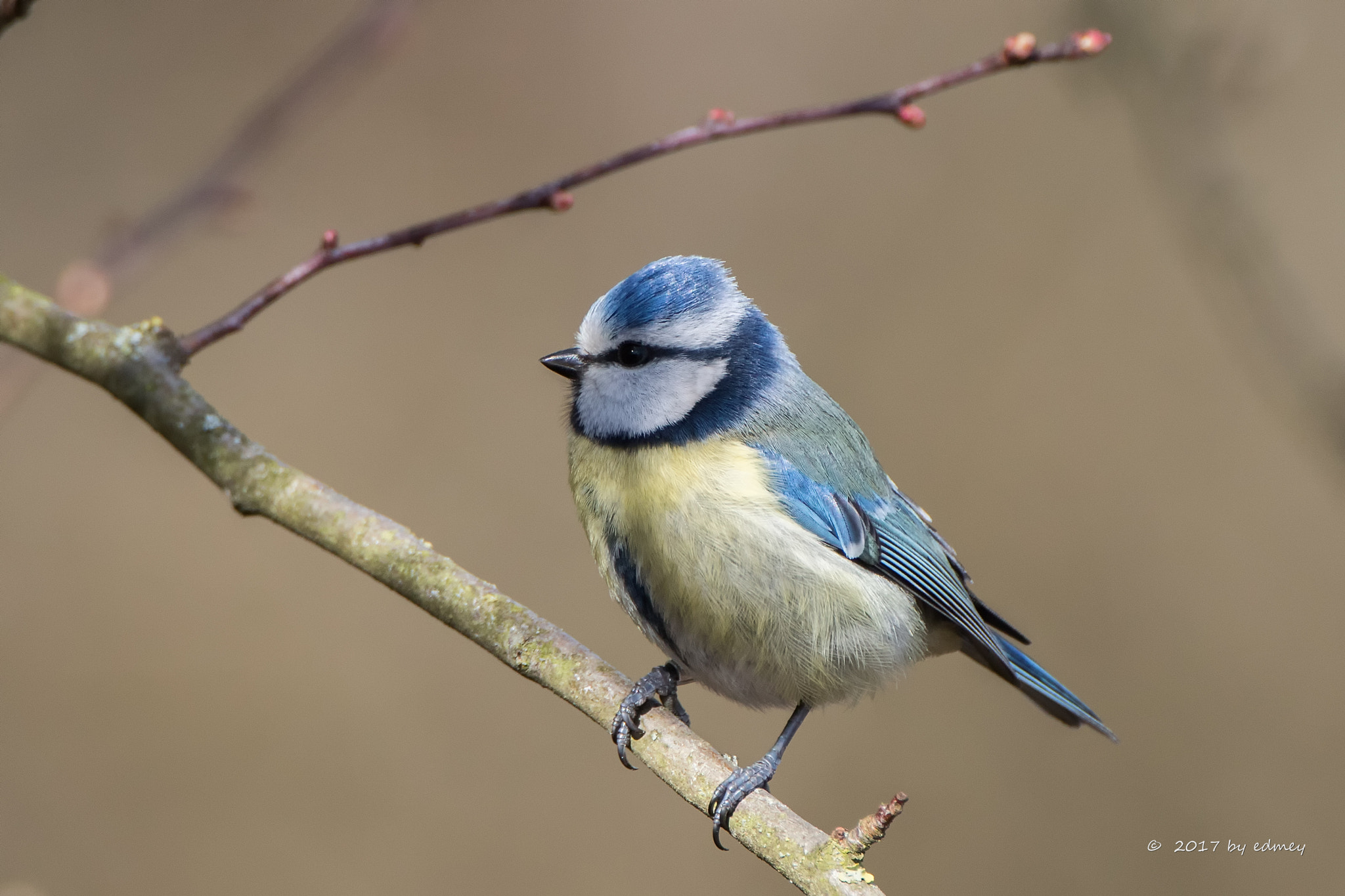 Canon EF 500mm F4L IS USM sample photo. Blue tit photography