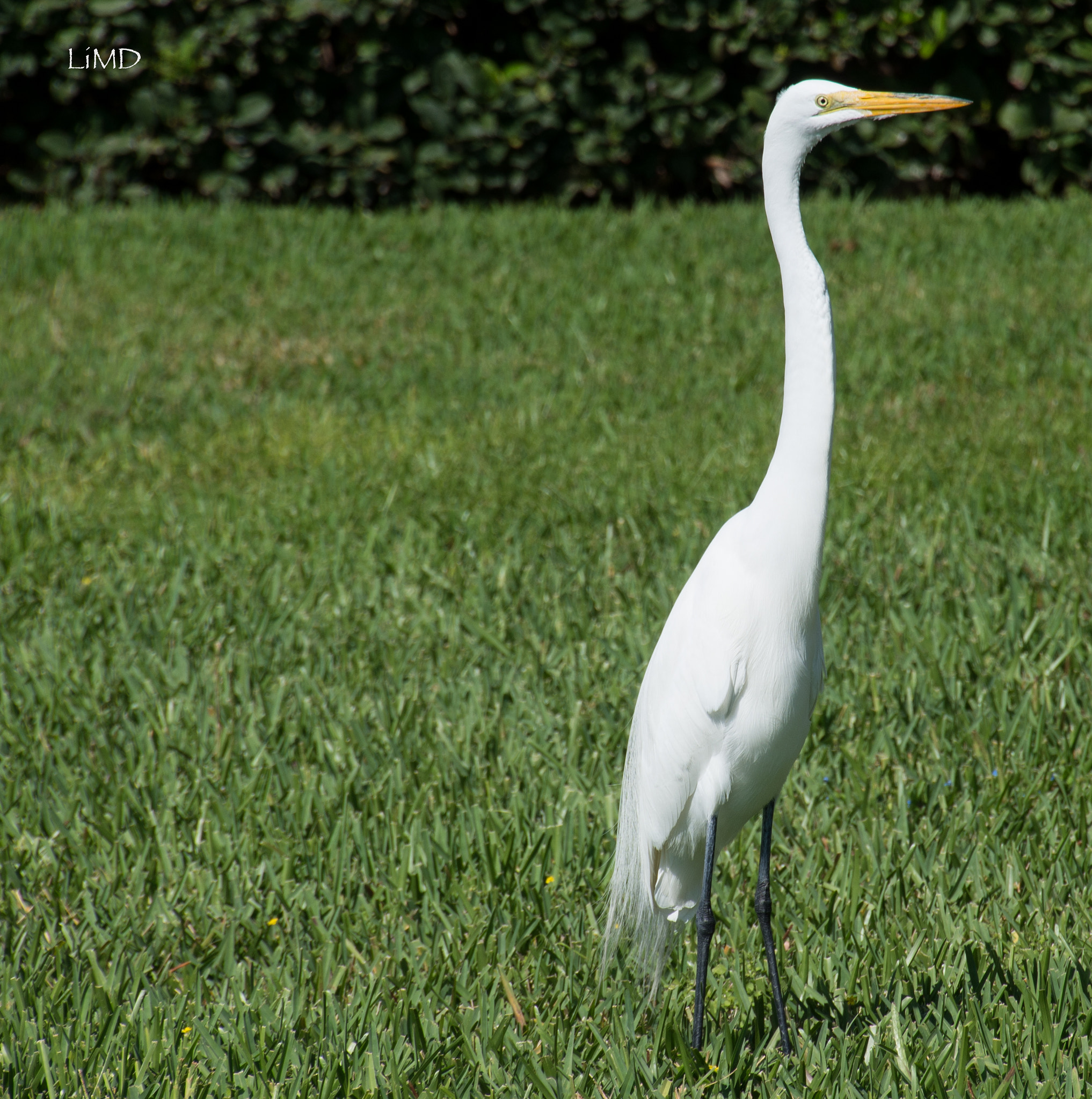 Nikon D600 sample photo. White heron photography