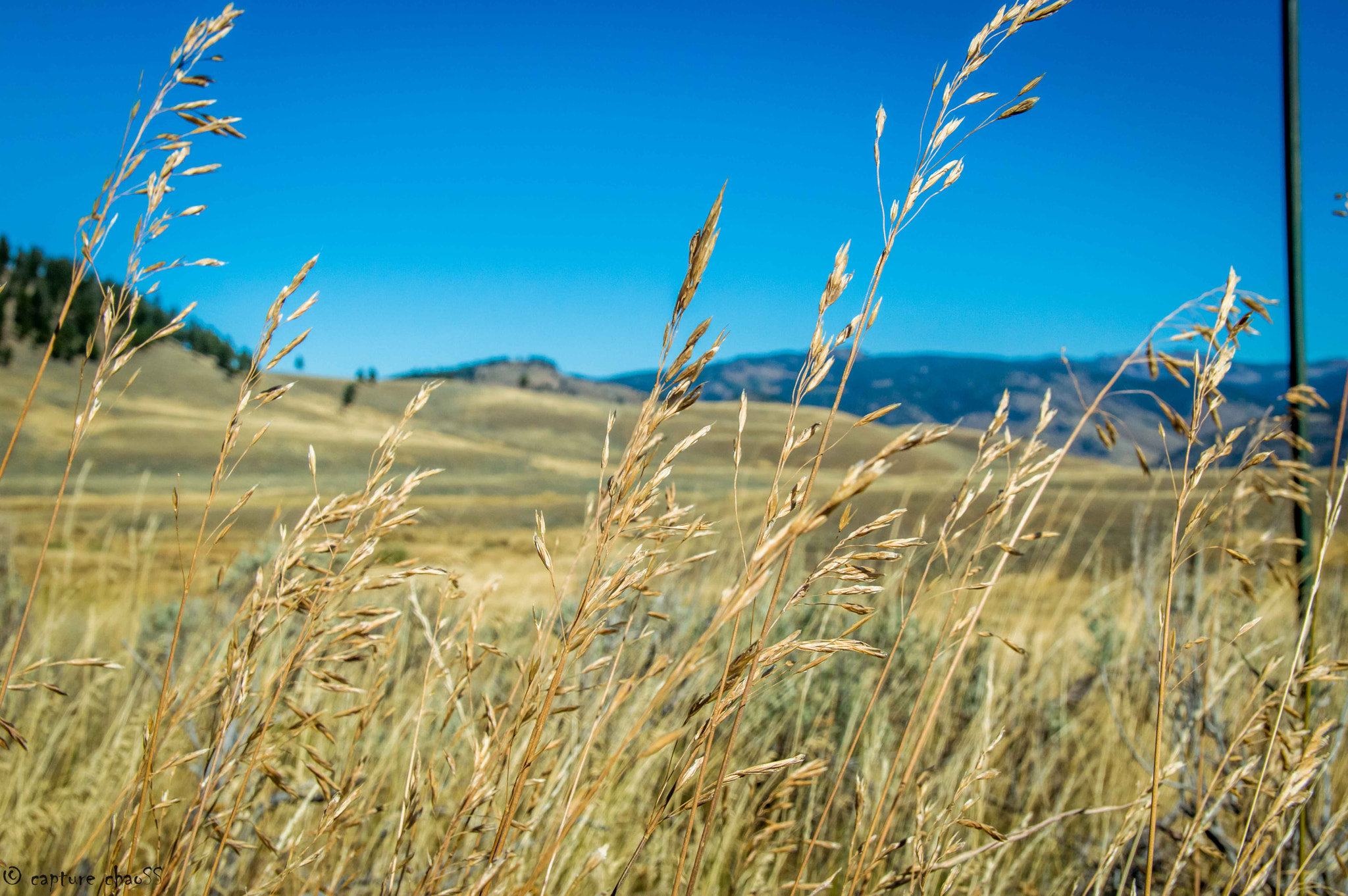 Nikon D3200 sample photo. Yellowstone grassland photography