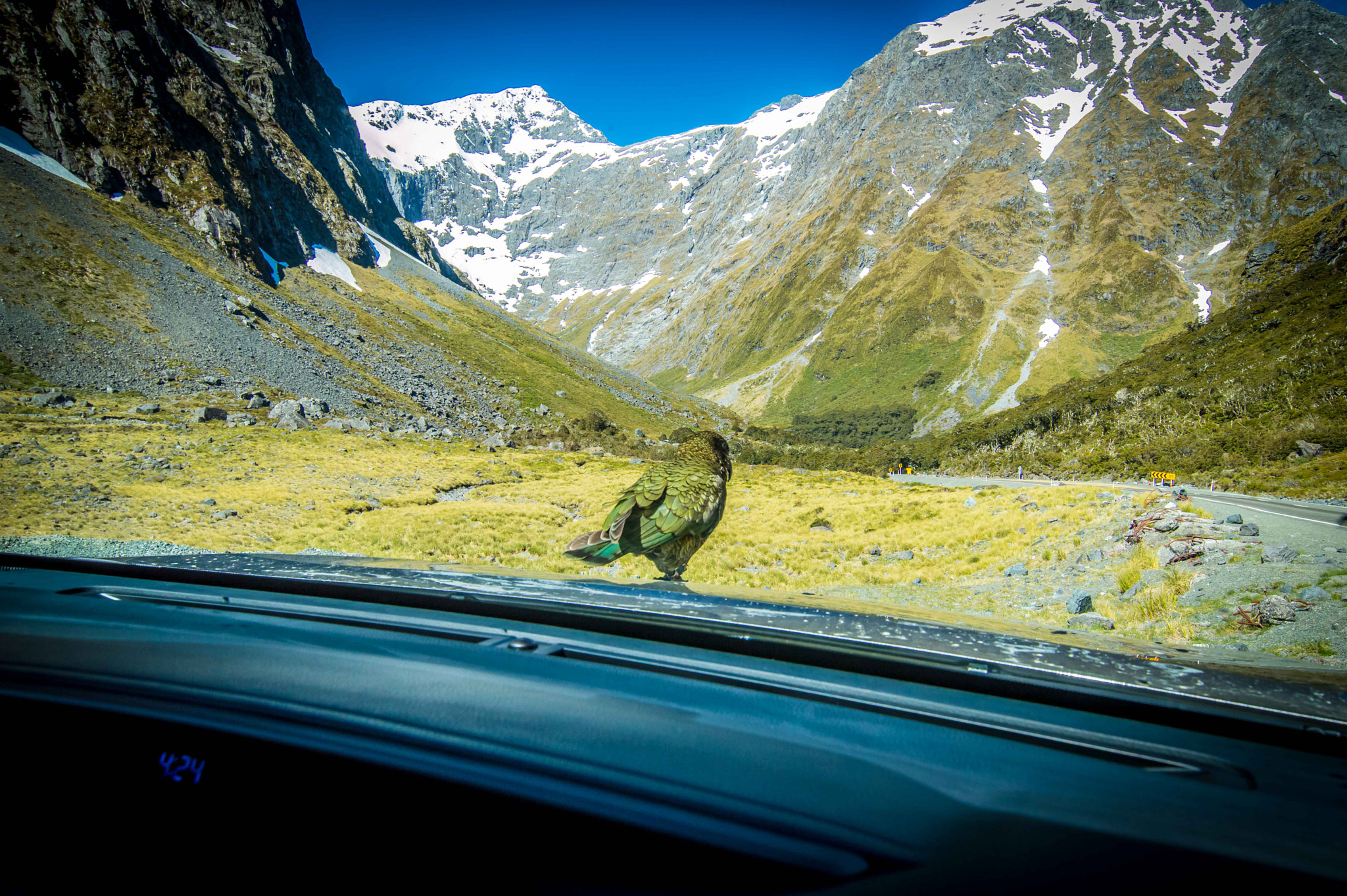 Nikon D3200 sample photo. Parrot near milford sound, nz photography