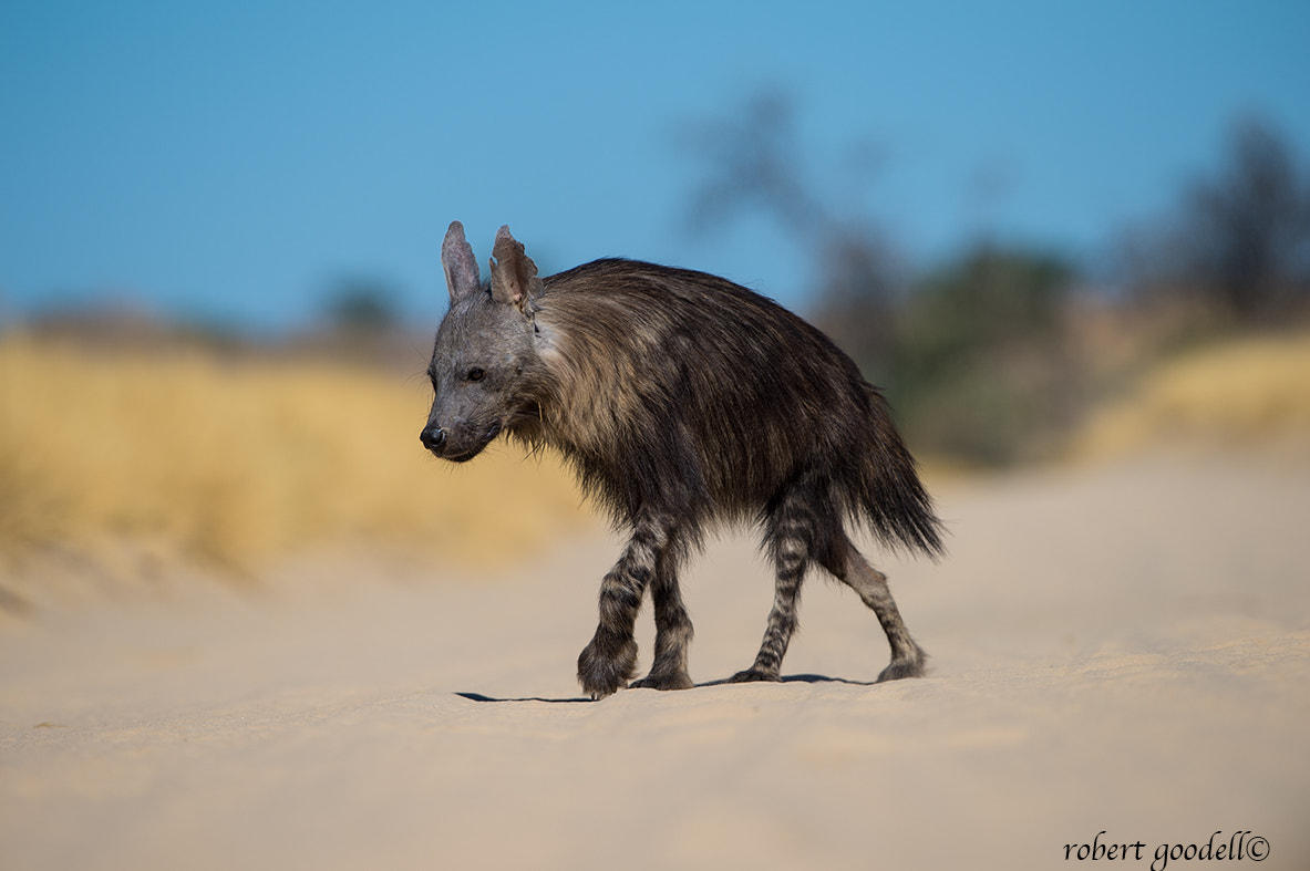 Nikon D4 + Nikon AF-S Nikkor 500mm F4G ED VR sample photo. Brown hyena on a mission photography