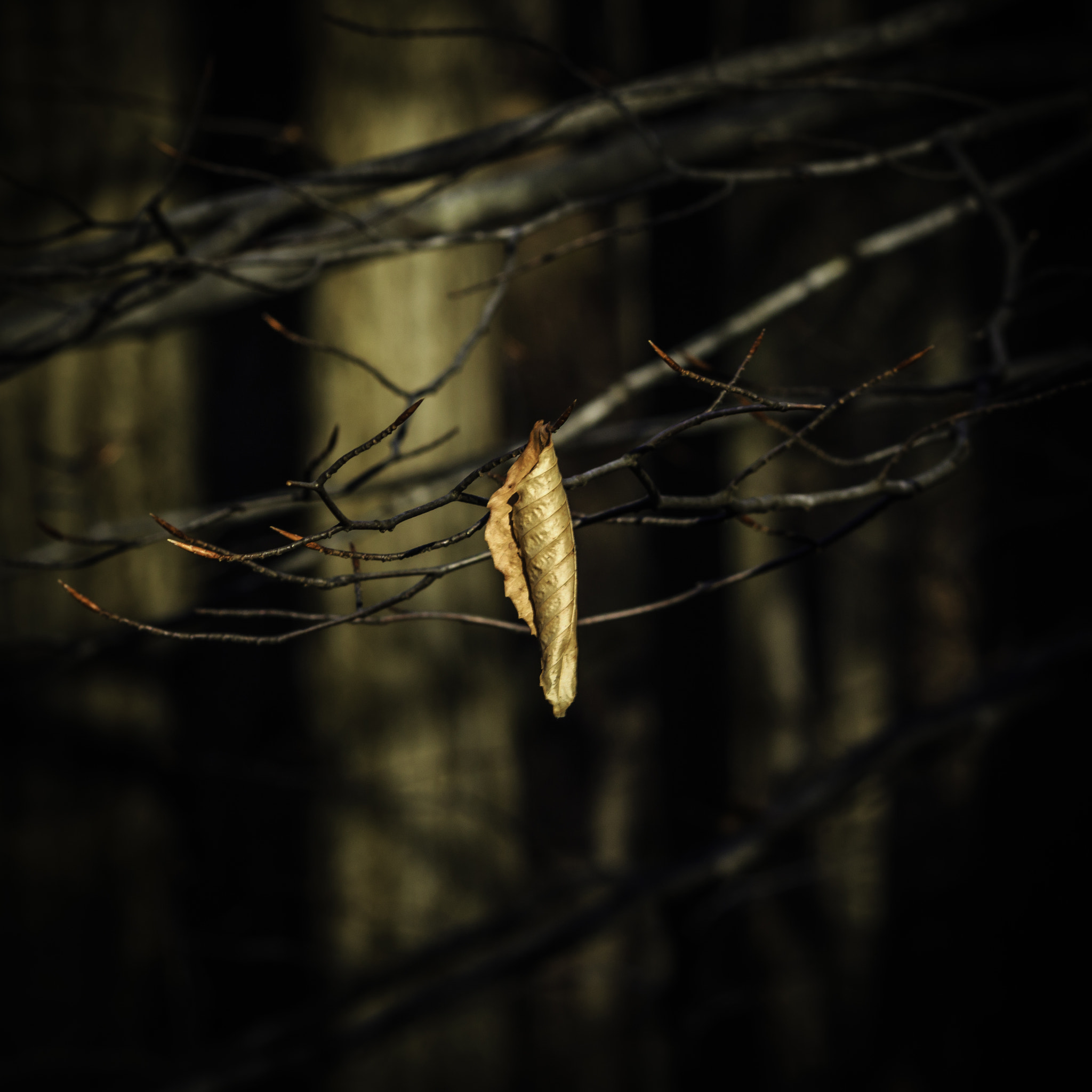 Canon EF-S 55-250mm F4-5.6 IS II sample photo. The stubborn one photography