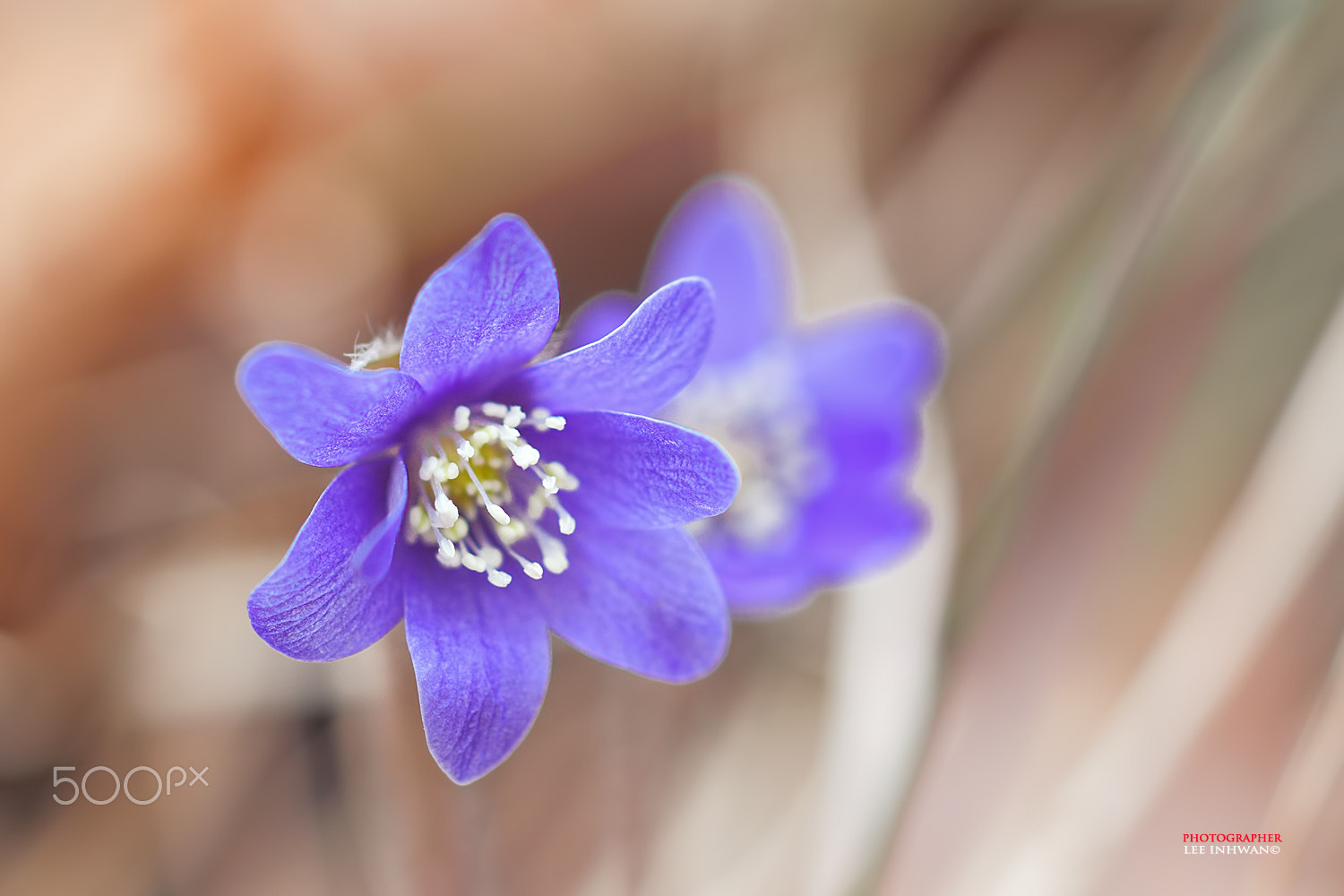 ZEISS Makro-Planar T* 50mm F2 sample photo. Just feel naure - hepatica asiatica photography