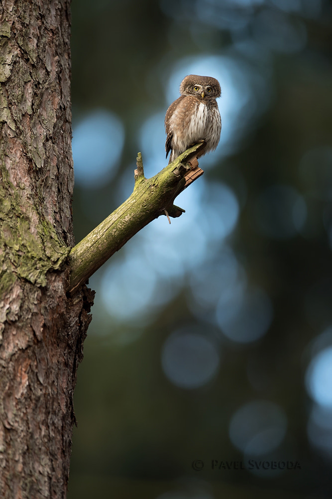 Nikon AF-S Nikkor 400mm F2.8E FL ED VR sample photo. Eurasian pygmy owl photography