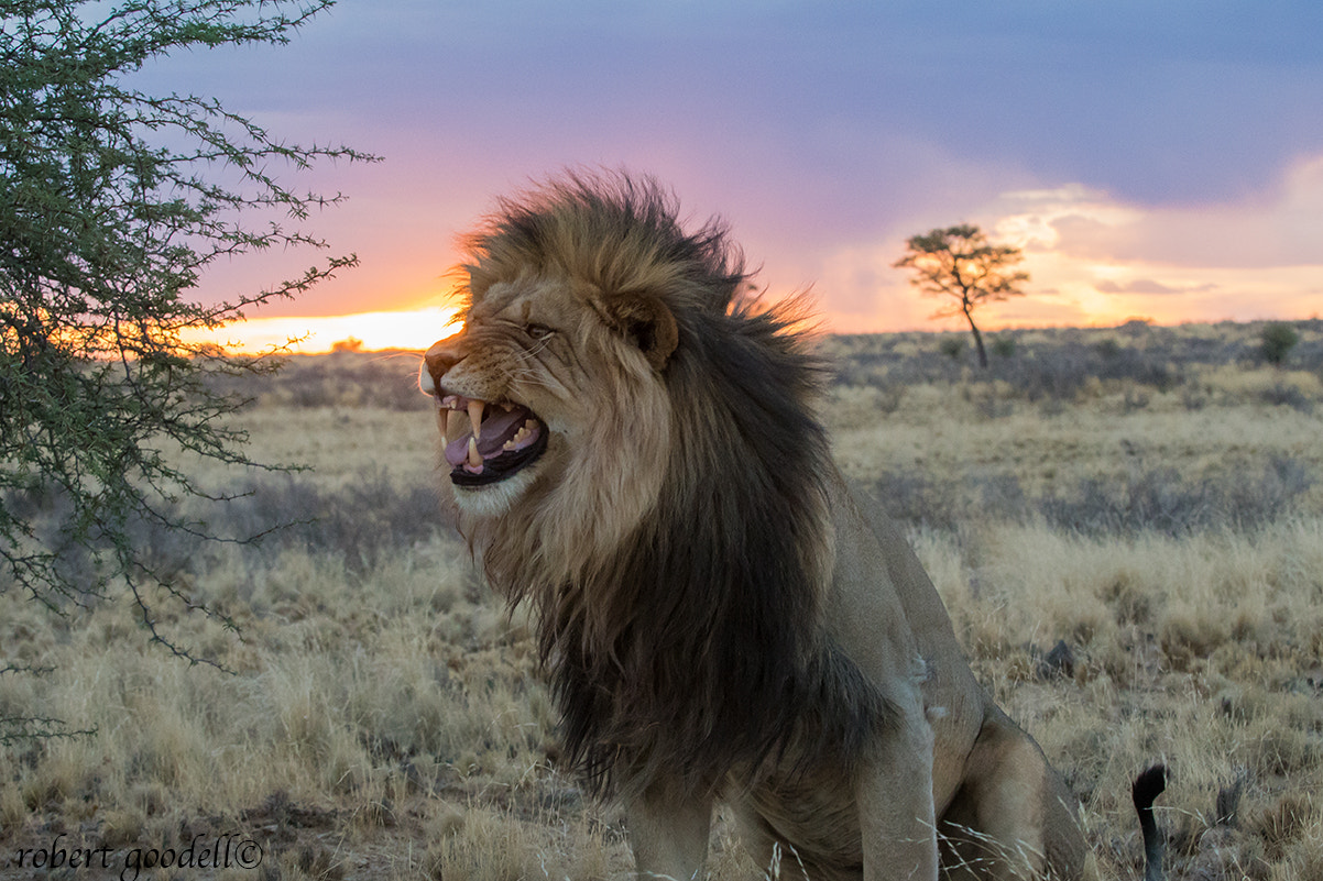 Nikon D500 + Nikon AF-S Nikkor 70-200mm F2.8G ED VR sample photo. Beautiful kgalagadi male lion at sunset photography
