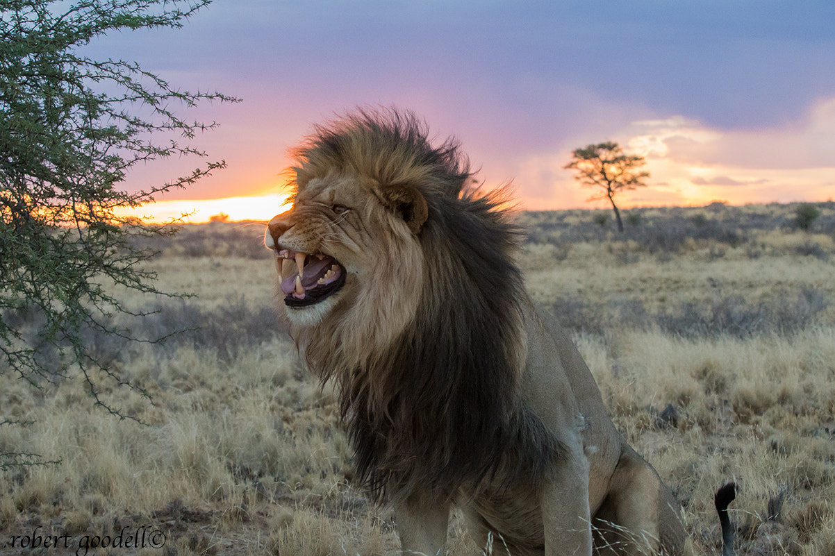 Nikon D500 sample photo. Beautiful kgalagadi male lion at sunset photography