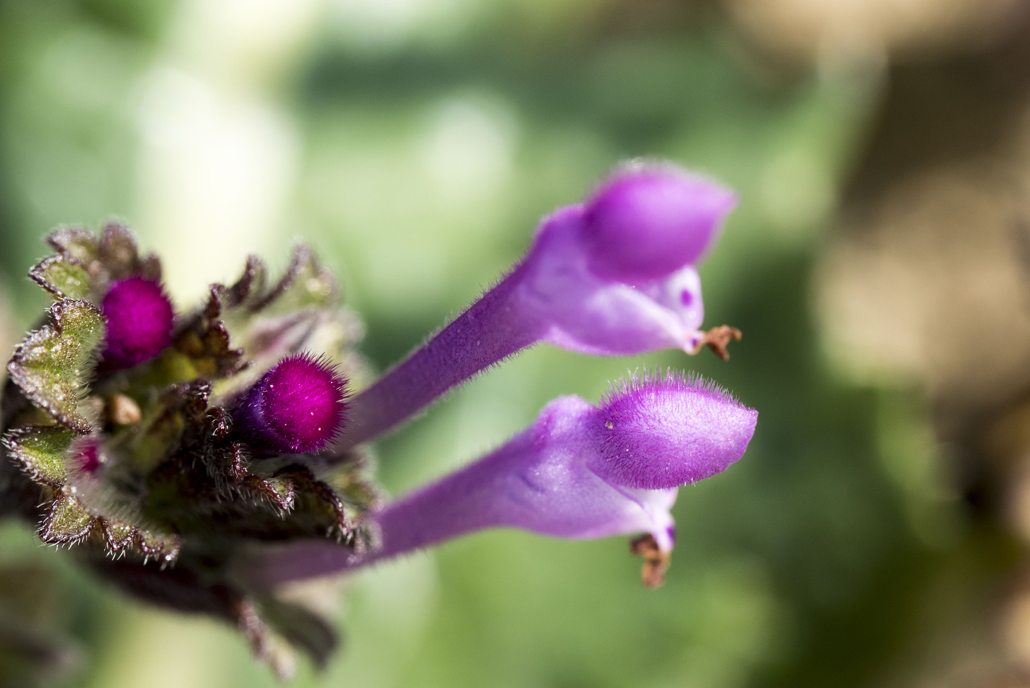 Panasonic Lumix DMC-GM5 sample photo. Wild flower photography