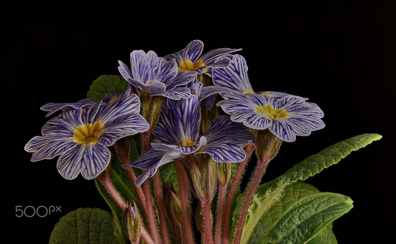 Sigma 105mm F2.8 EX DG OS HSM sample photo. Primrose zebraprimrose zebra photography