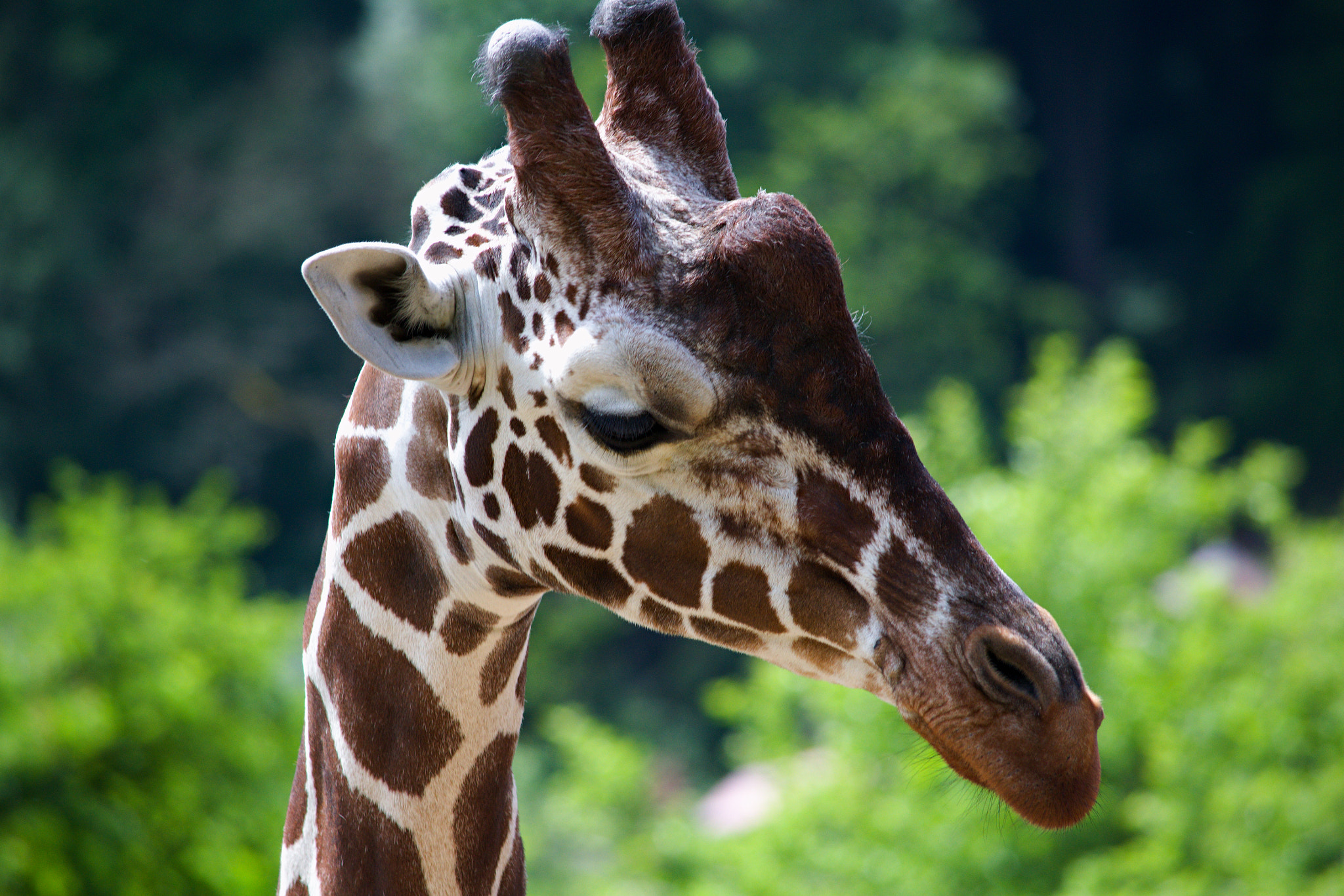 55.00 - 300.00 mm f/4.5 - 5.6 sample photo. Portrait of giraffe  photography
