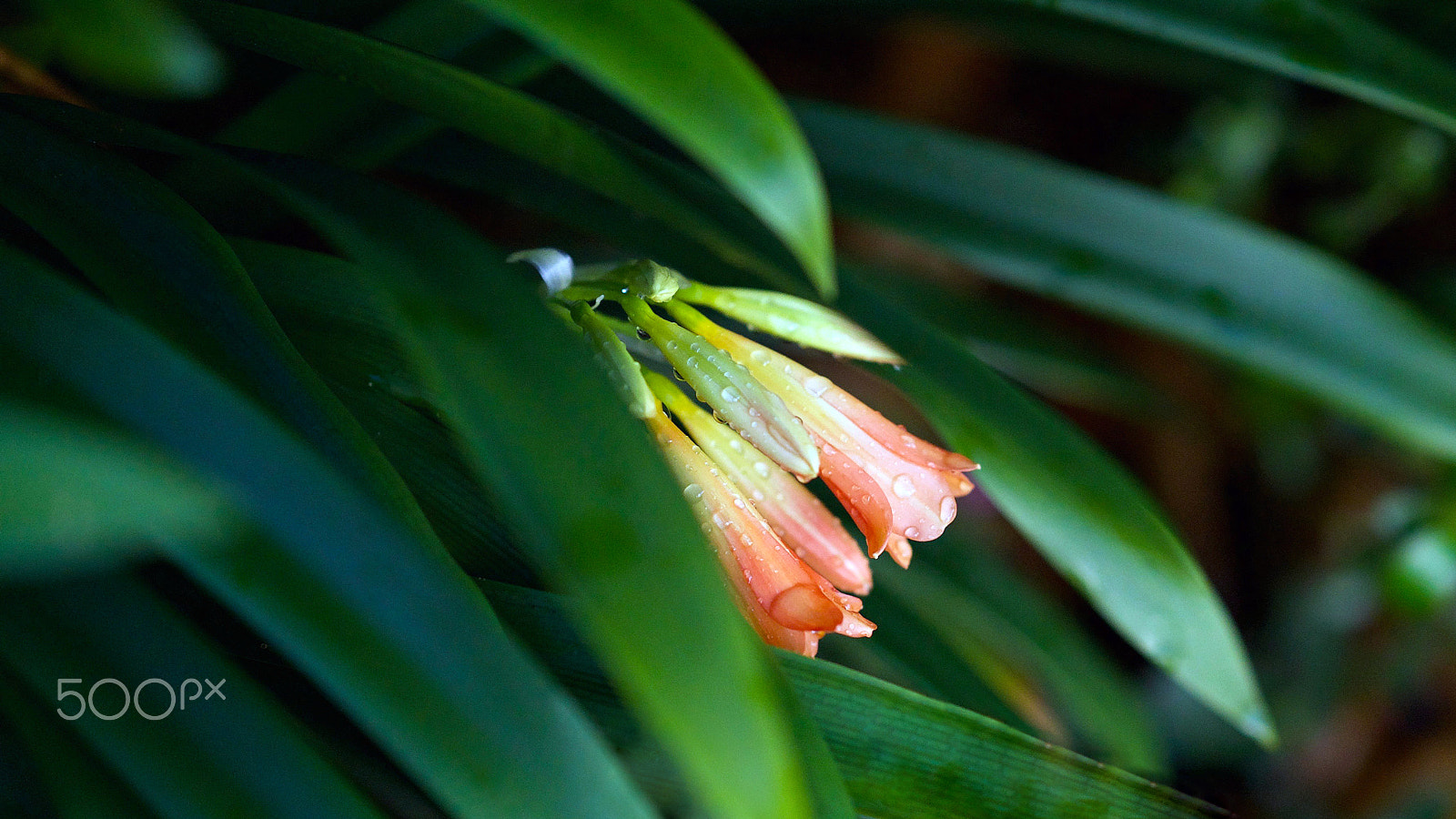 Sony FE 85mm F1.4 GM sample photo. The magic in my veins photography