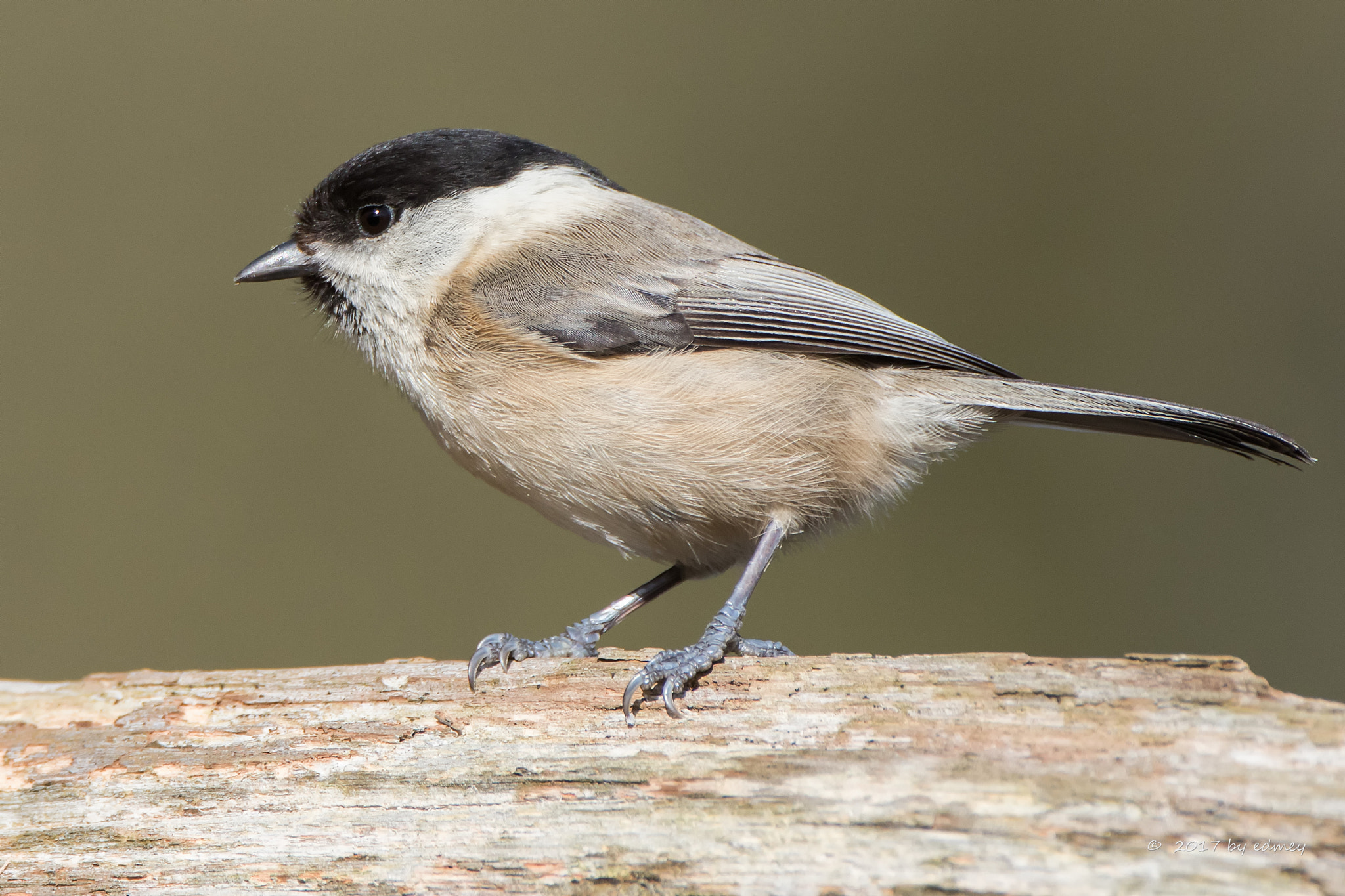 Canon EF 500mm F4L IS USM sample photo. Willow tit photography