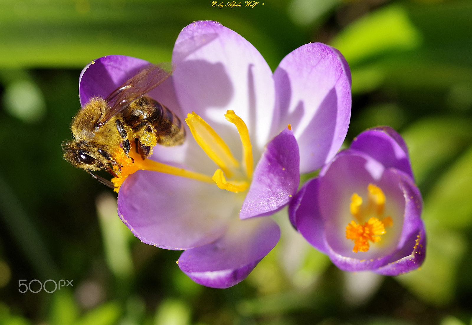 Pentax smc D-FA 100mm F2.8 Macro WR sample photo. Bee photography
