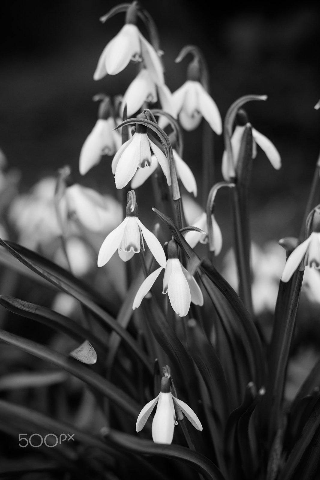 Canon EOS M + Canon EF 50mm F1.4 USM sample photo. Eye level snowdrops photography