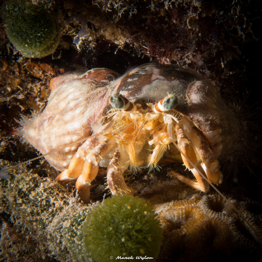 Nikon AF-S Micro-Nikkor 60mm F2.8G ED sample photo. Anemone hermit crab | fiji | 2014.11.05 photography