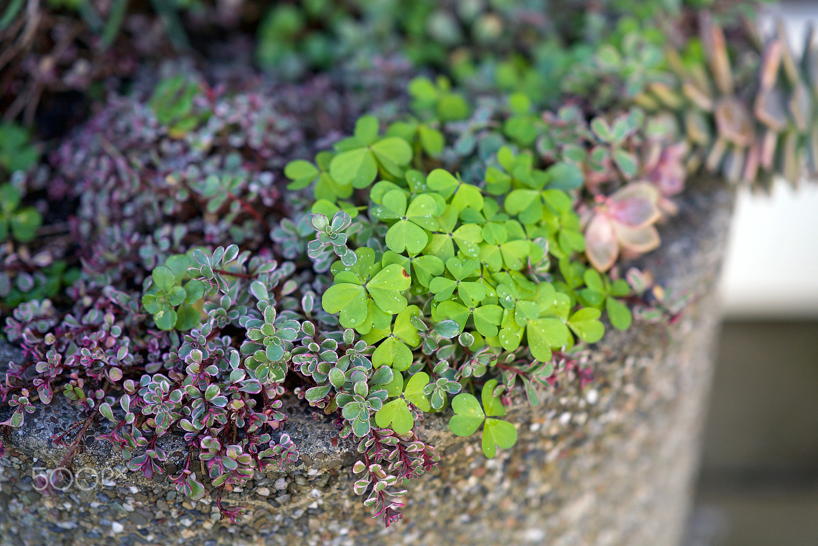 Sony a7S II + Sony FE 85mm F1.4 GM sample photo. Hope photography