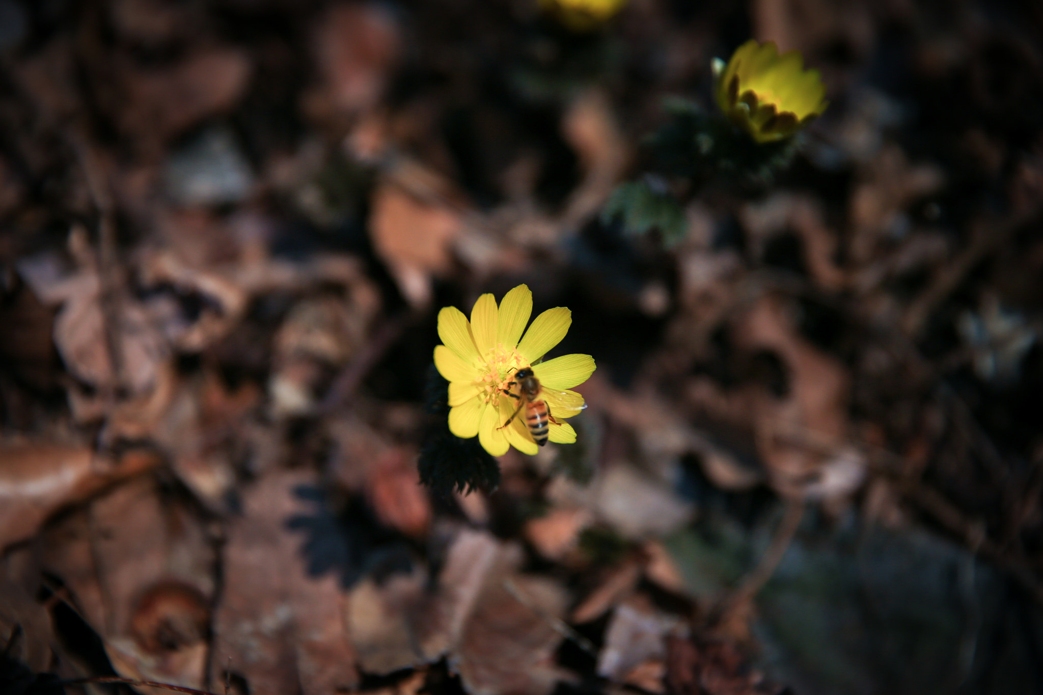 Canon EOS-1D X sample photo. Amur adonis photography