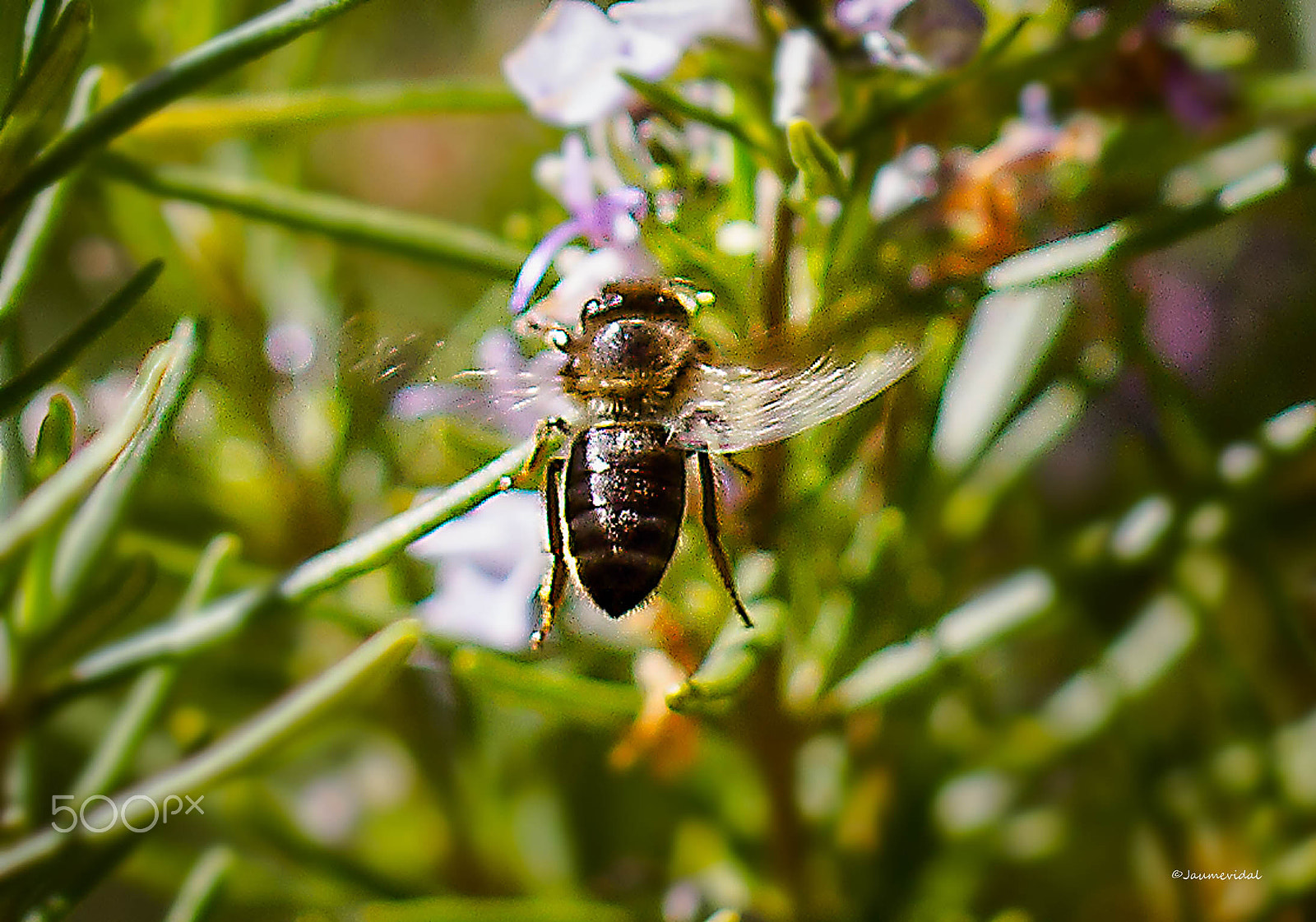 Canon EOS 7D + Tamron SP AF 60mm F2 Di II LD IF Macro sample photo. Vuelo de abeja photography