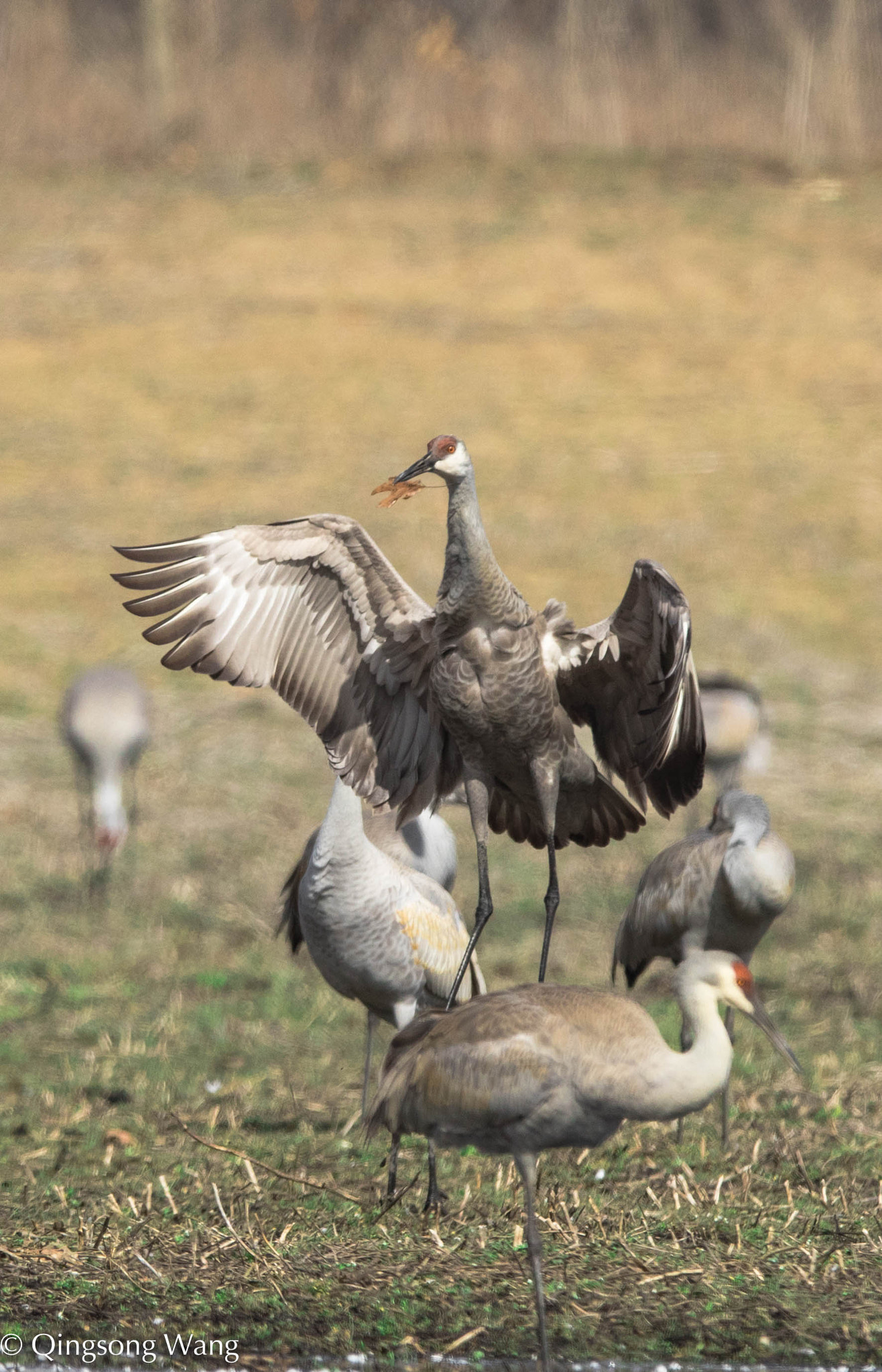 Nikon AF-S Nikkor 600mm F4E FL ED VR sample photo