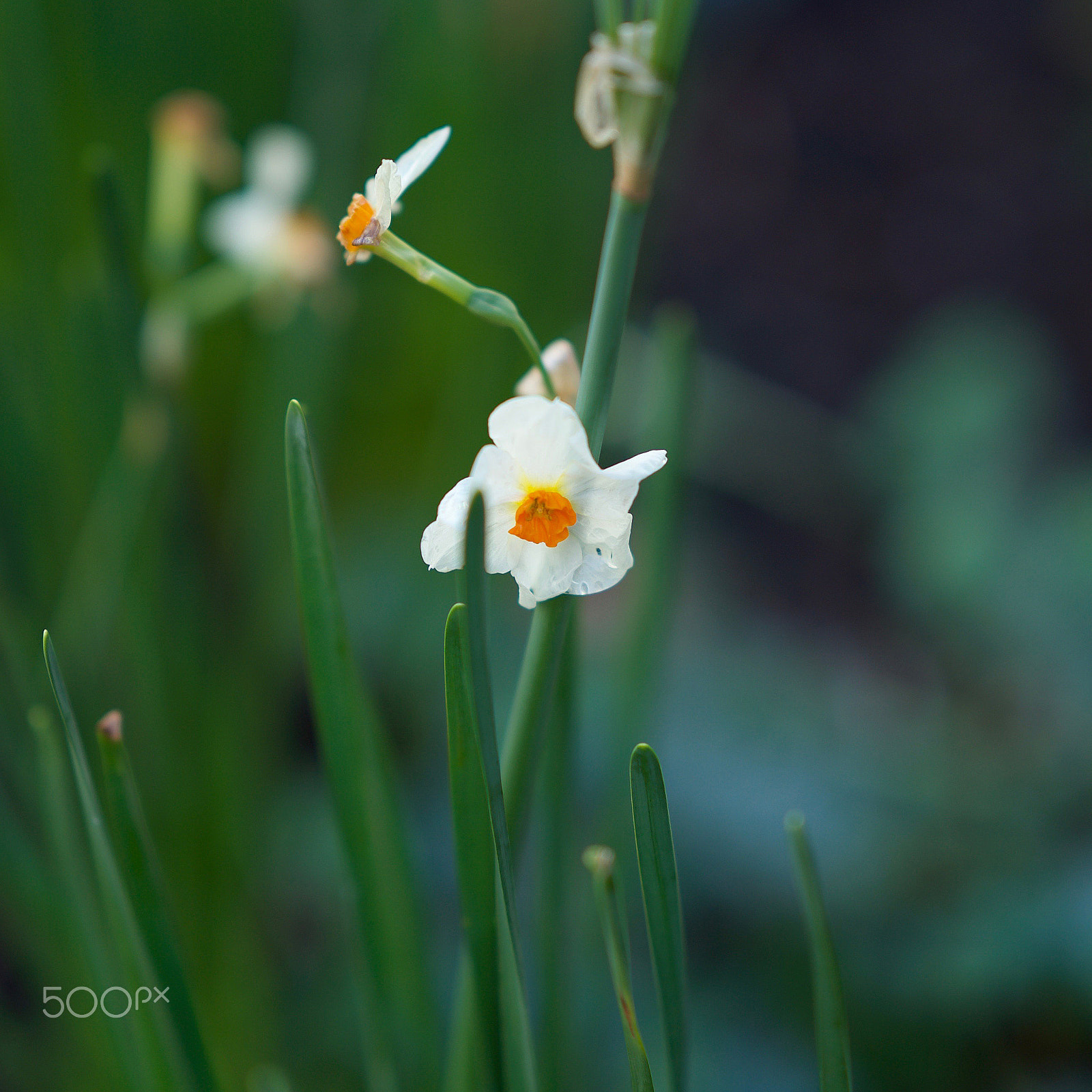 Sony a7S II + Sony FE 85mm F1.4 GM sample photo. Fathom photography