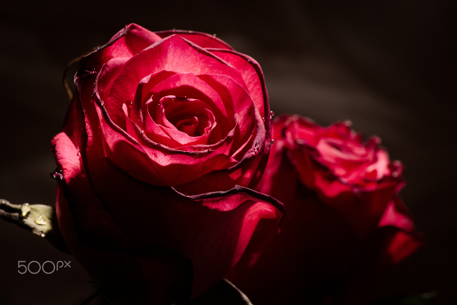 Sony DT 55-200mm F4-5.6 SAM sample photo. Roses photography