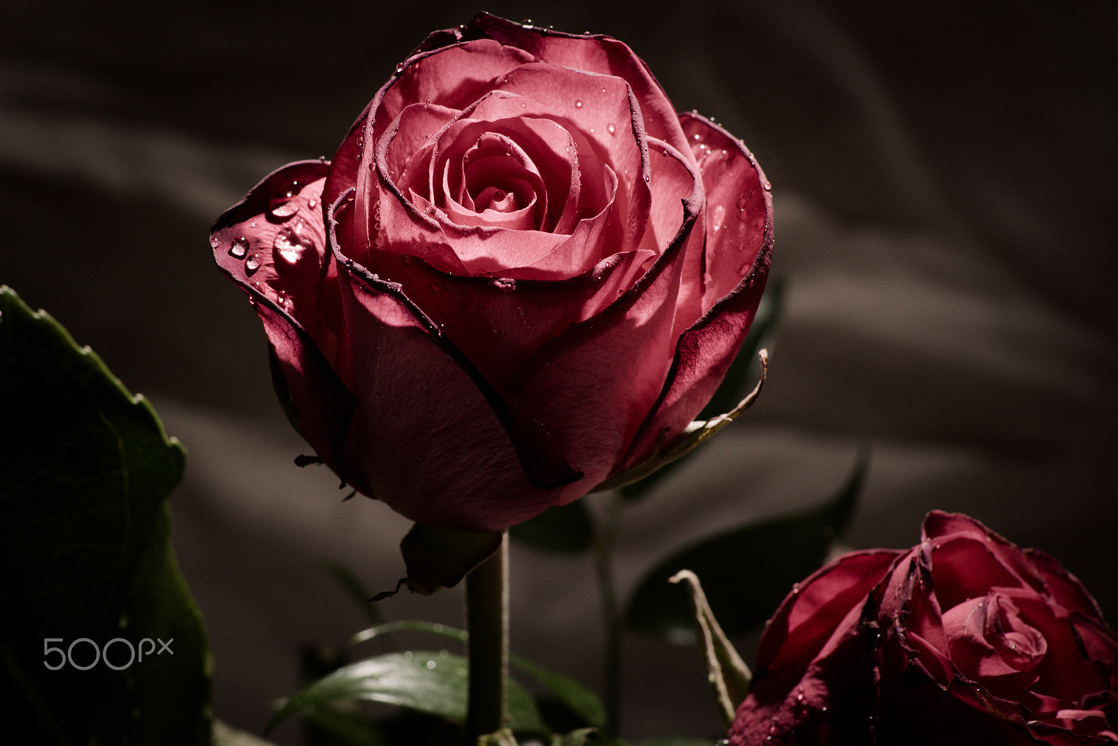 Sony DT 55-200mm F4-5.6 SAM sample photo. Roses photography