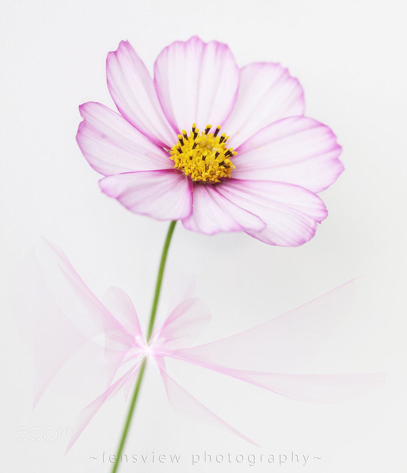 Sigma 105mm F2.8 EX DG Macro sample photo. :: photography