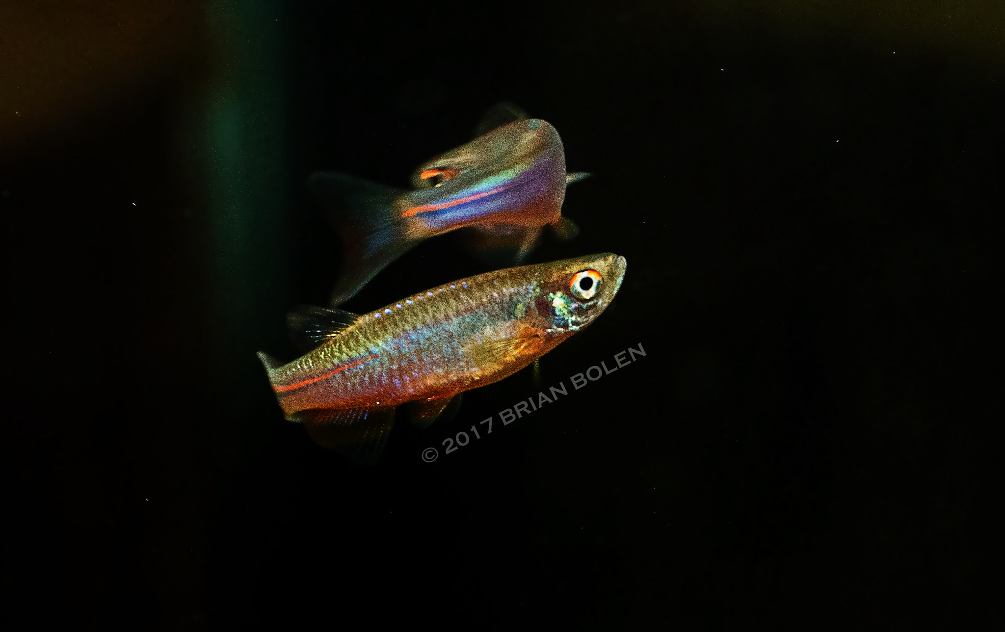 Sony DT 18-135mm F3.5-5.6 SAM sample photo. Purple passion danio photography